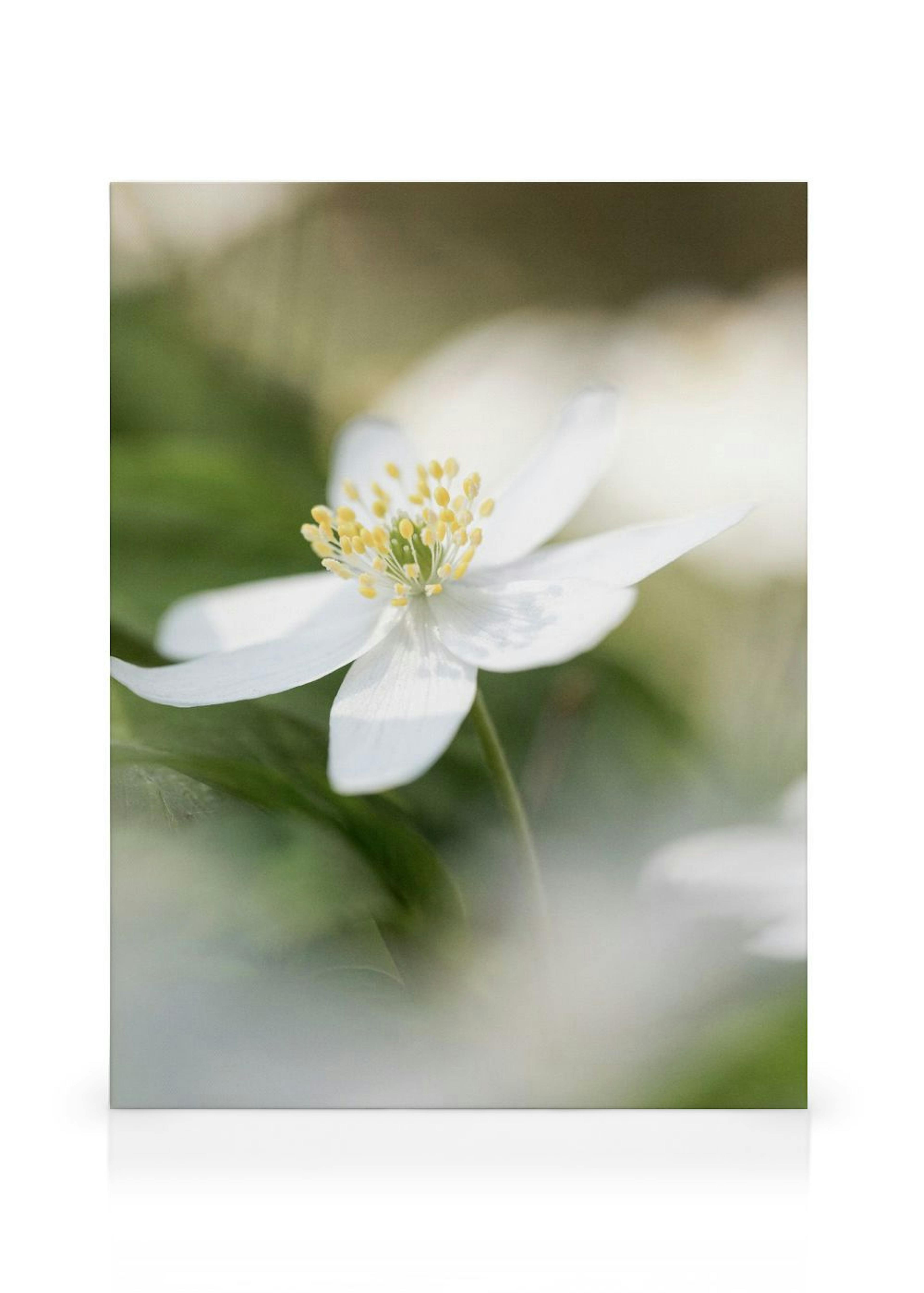 Wood Anemone Stampe su tela thumbnail
