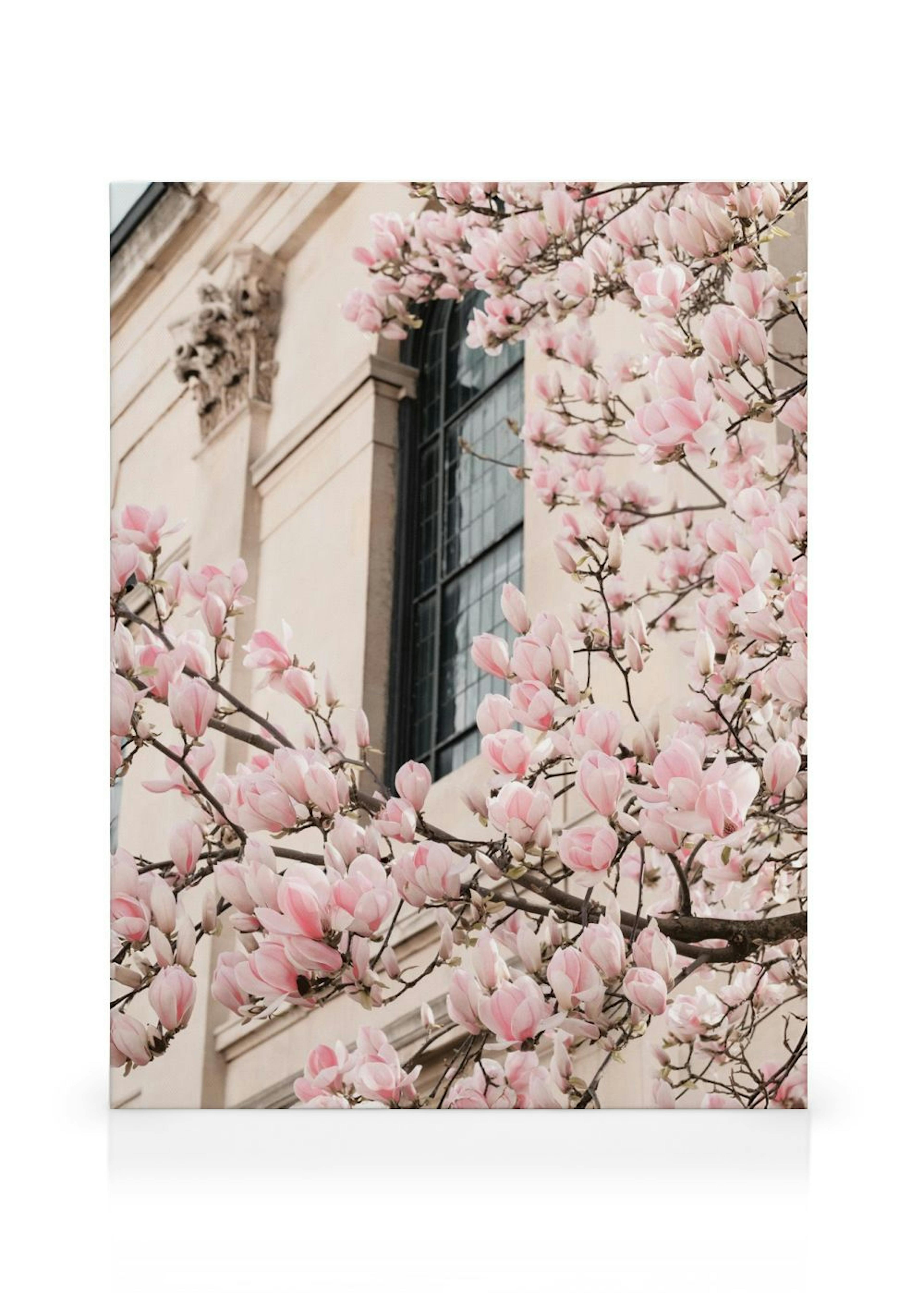 Roze Magnolia Bloesem Canvas thumbnail