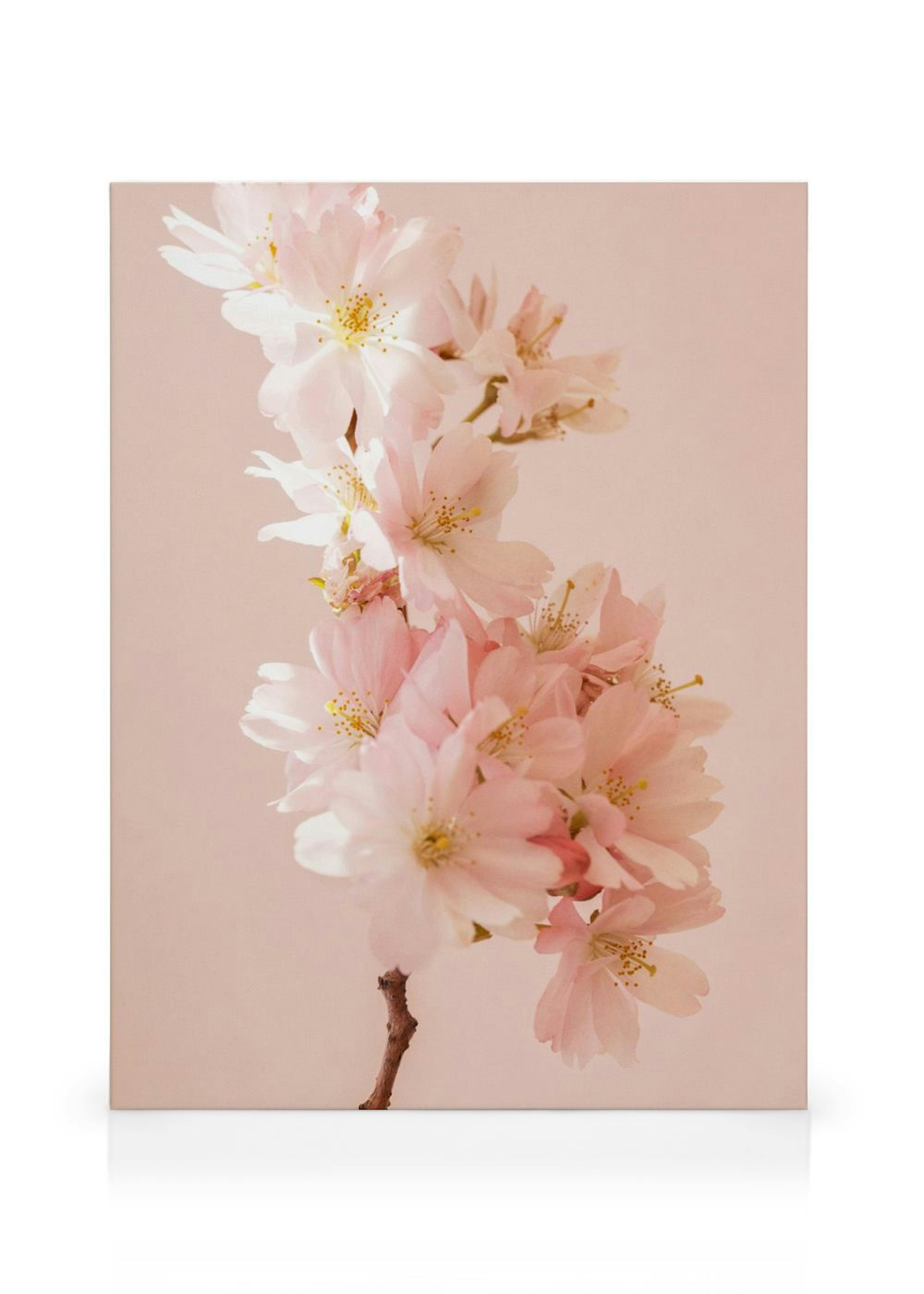 Romantici Ciliegi in Fiore Stampe su Tela thumbnail