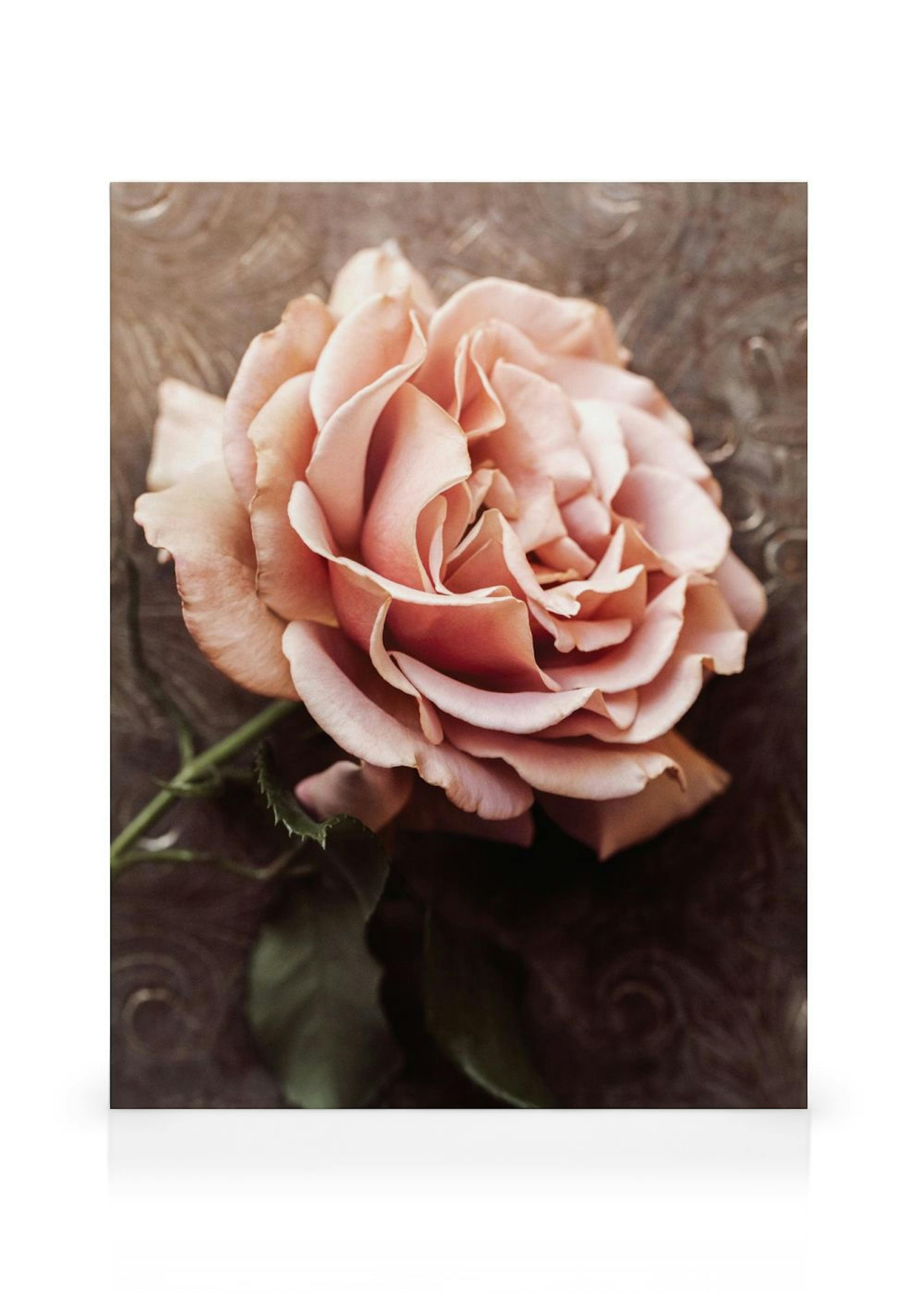 Stampa su Tela Rosa Rosa thumbnail