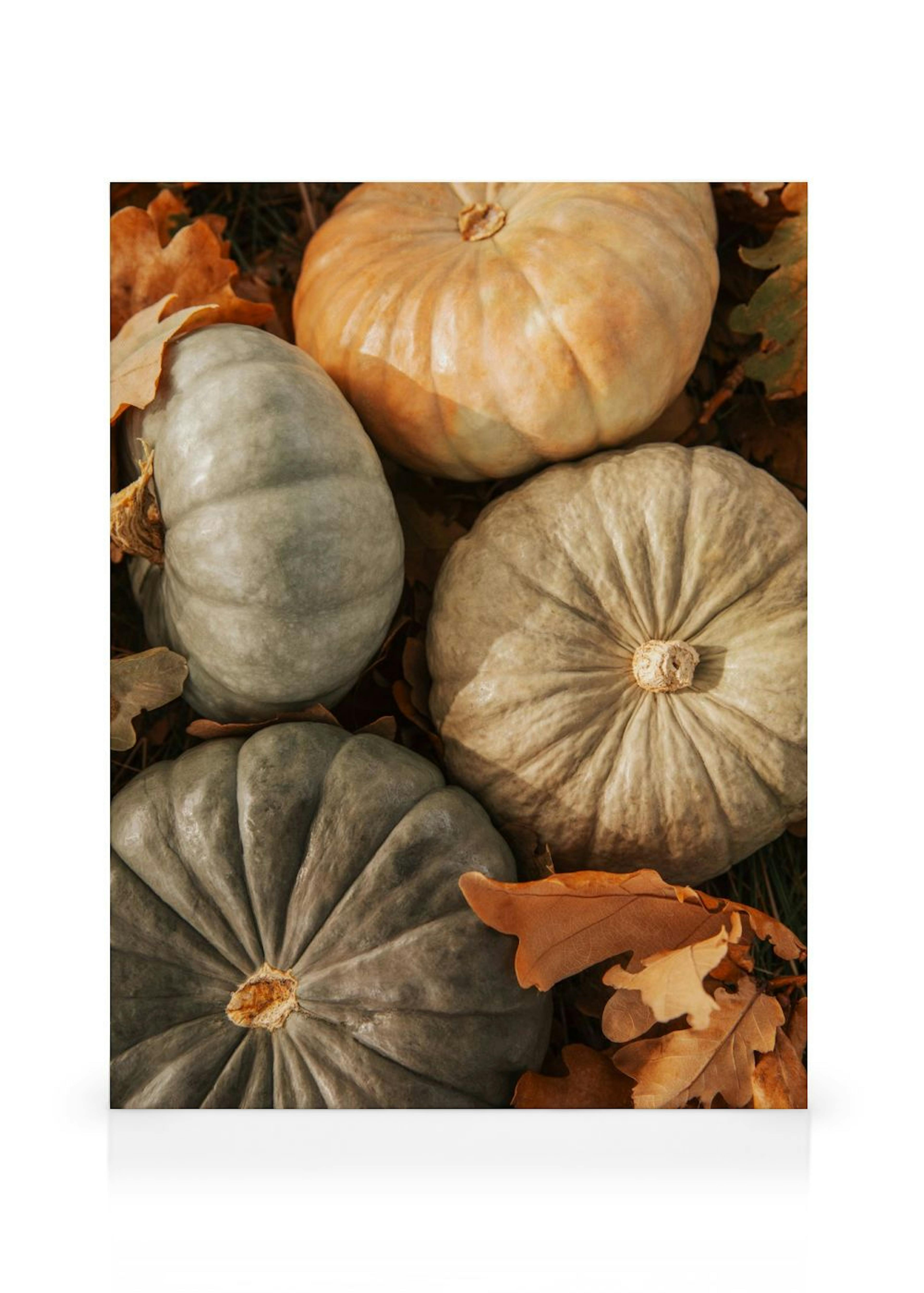 Pumpkin Harvest Canvas print thumbnail