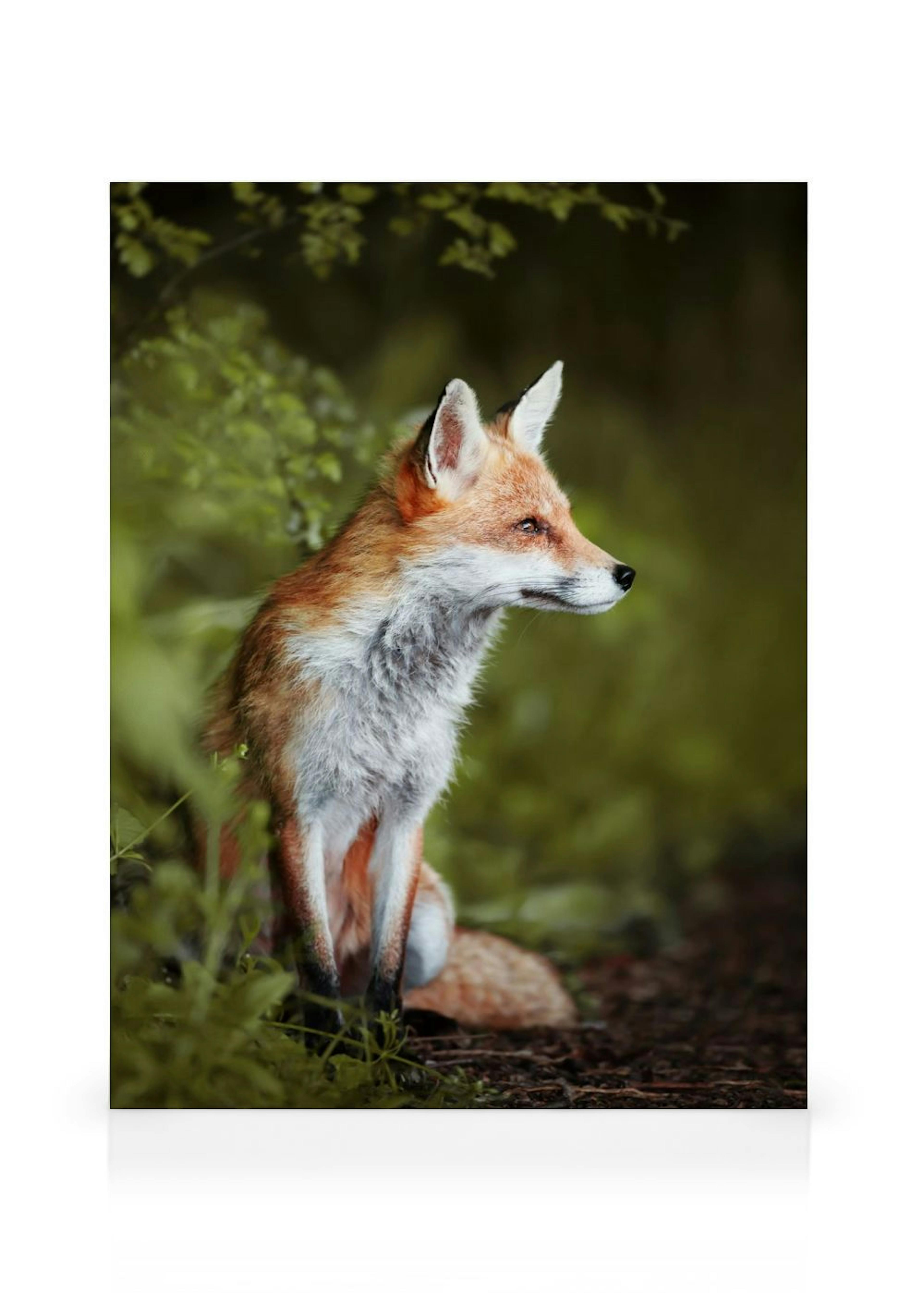 Renard Pensif Toile thumbnail