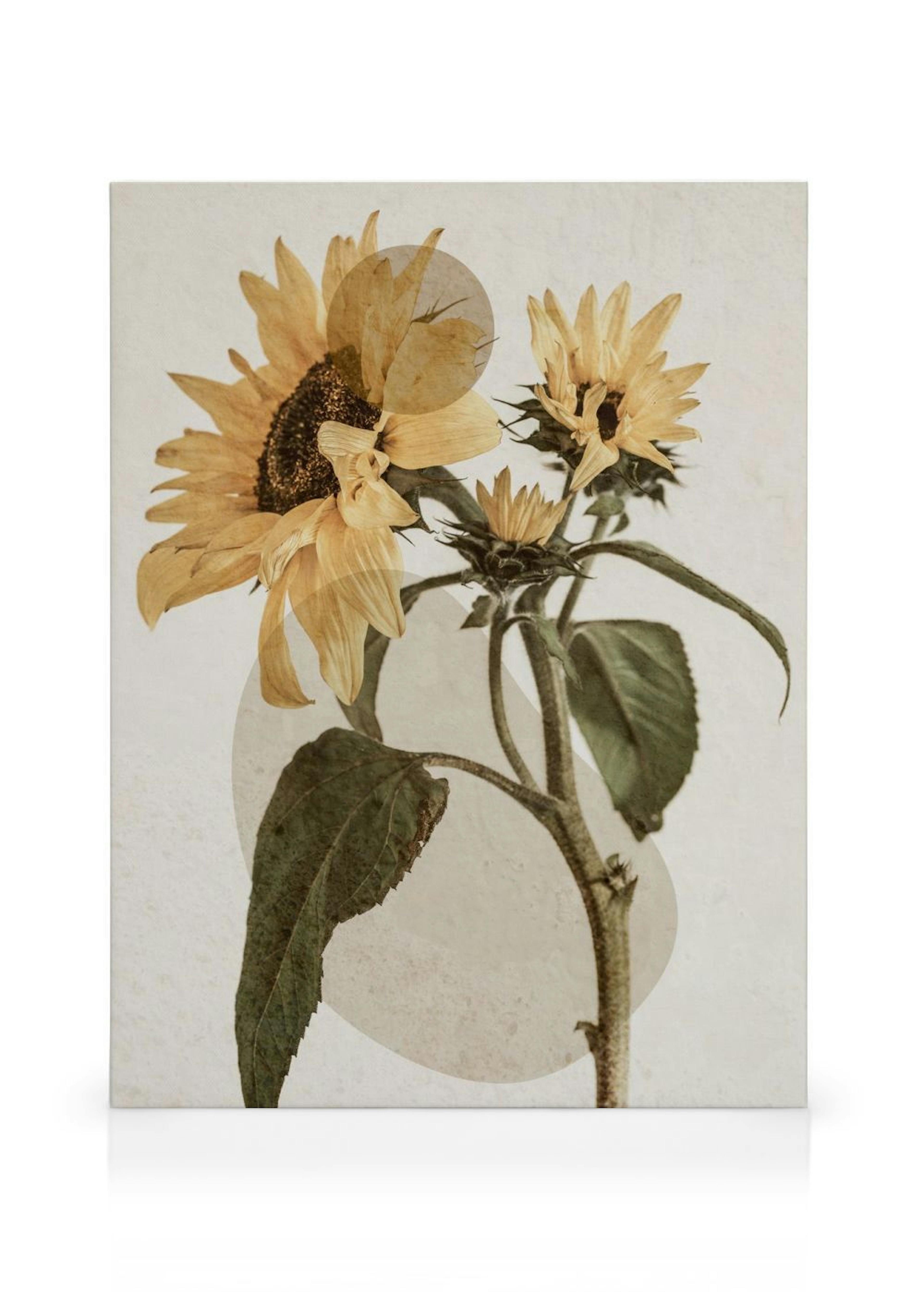 Sunflower Constellation No2 Canvas print thumbnail