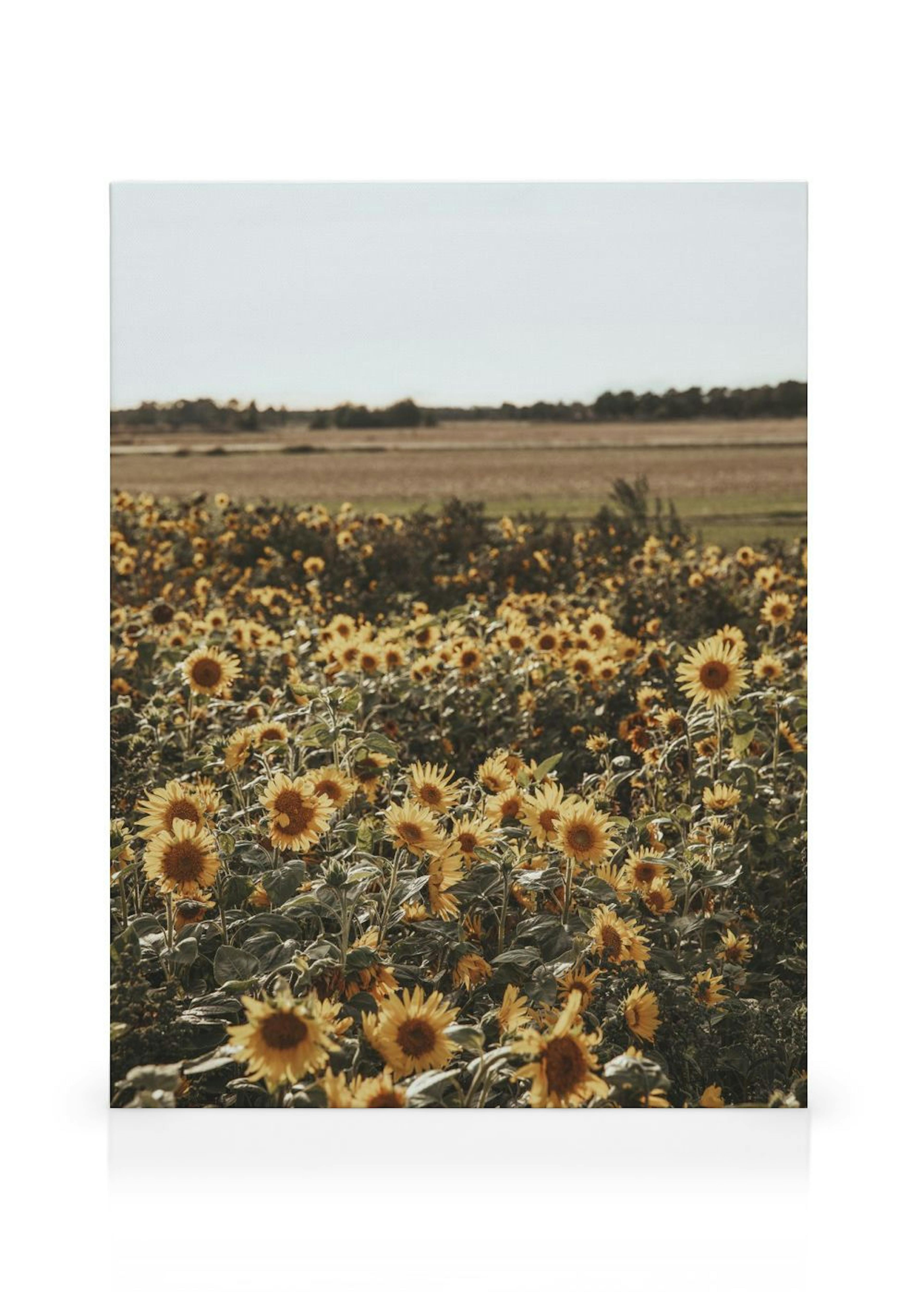 Field of Sunflowers Canvas print thumbnail