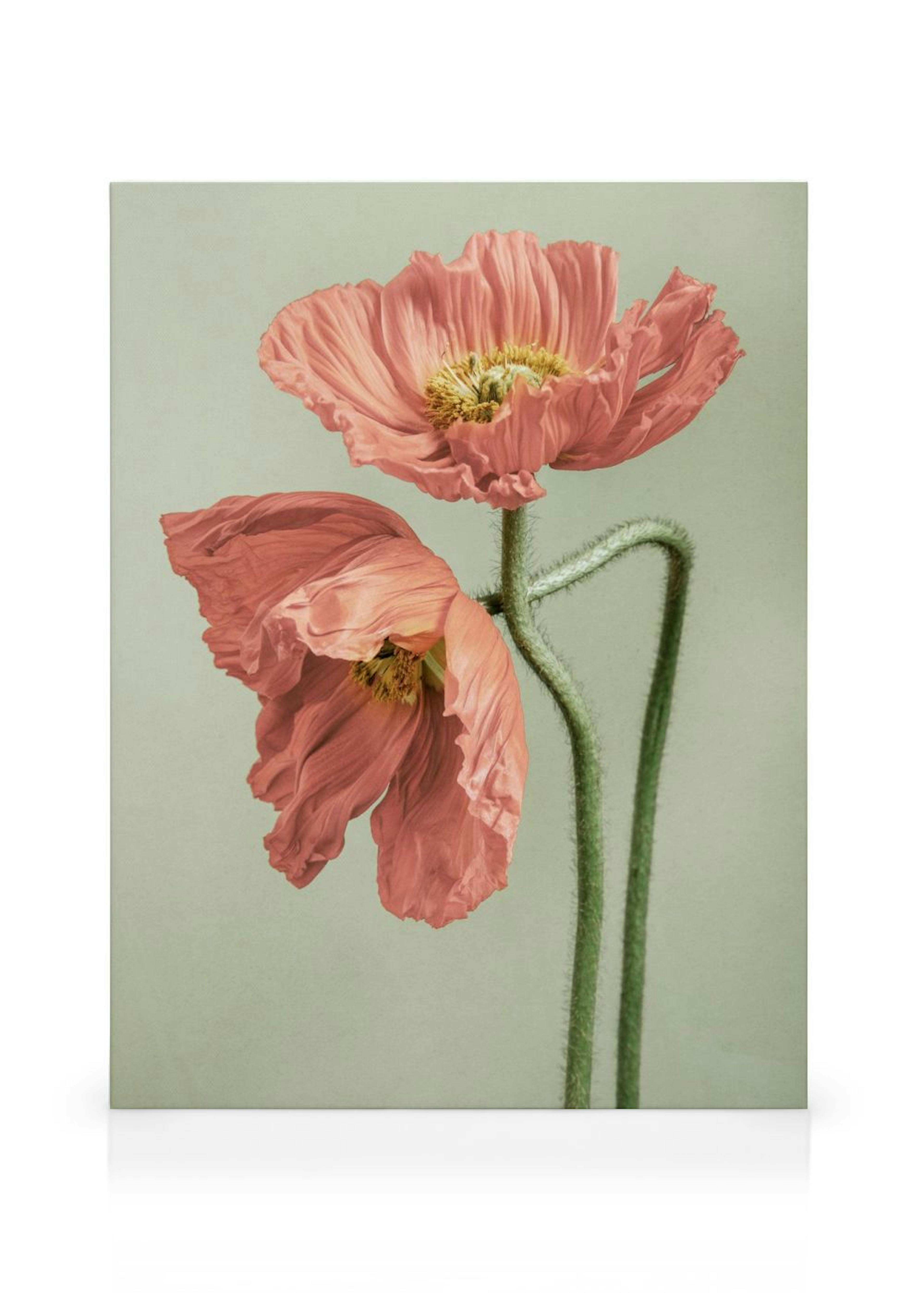 Poppy Couple Canvas print thumbnail