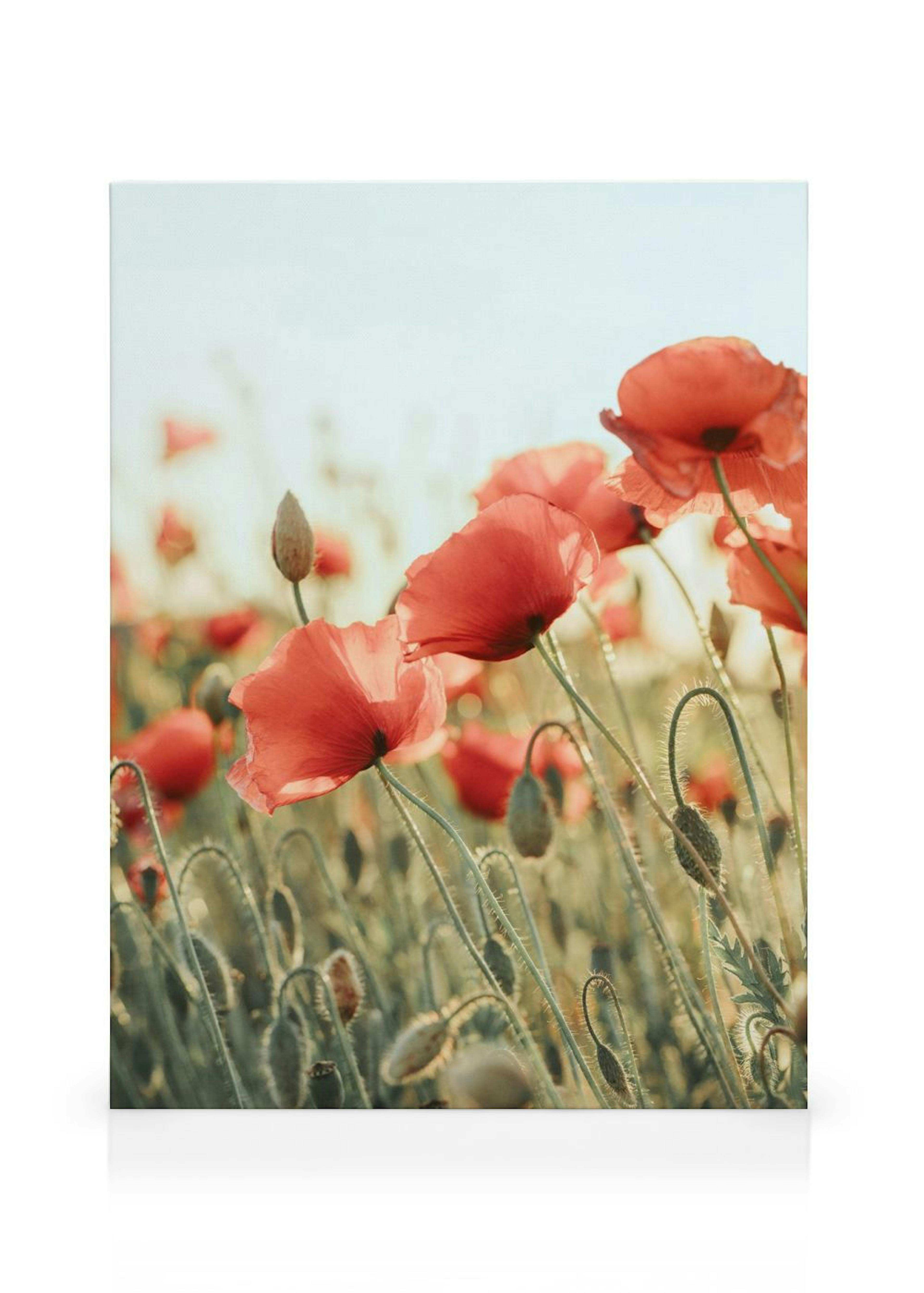 Field of Poppies Lienzo thumbnail