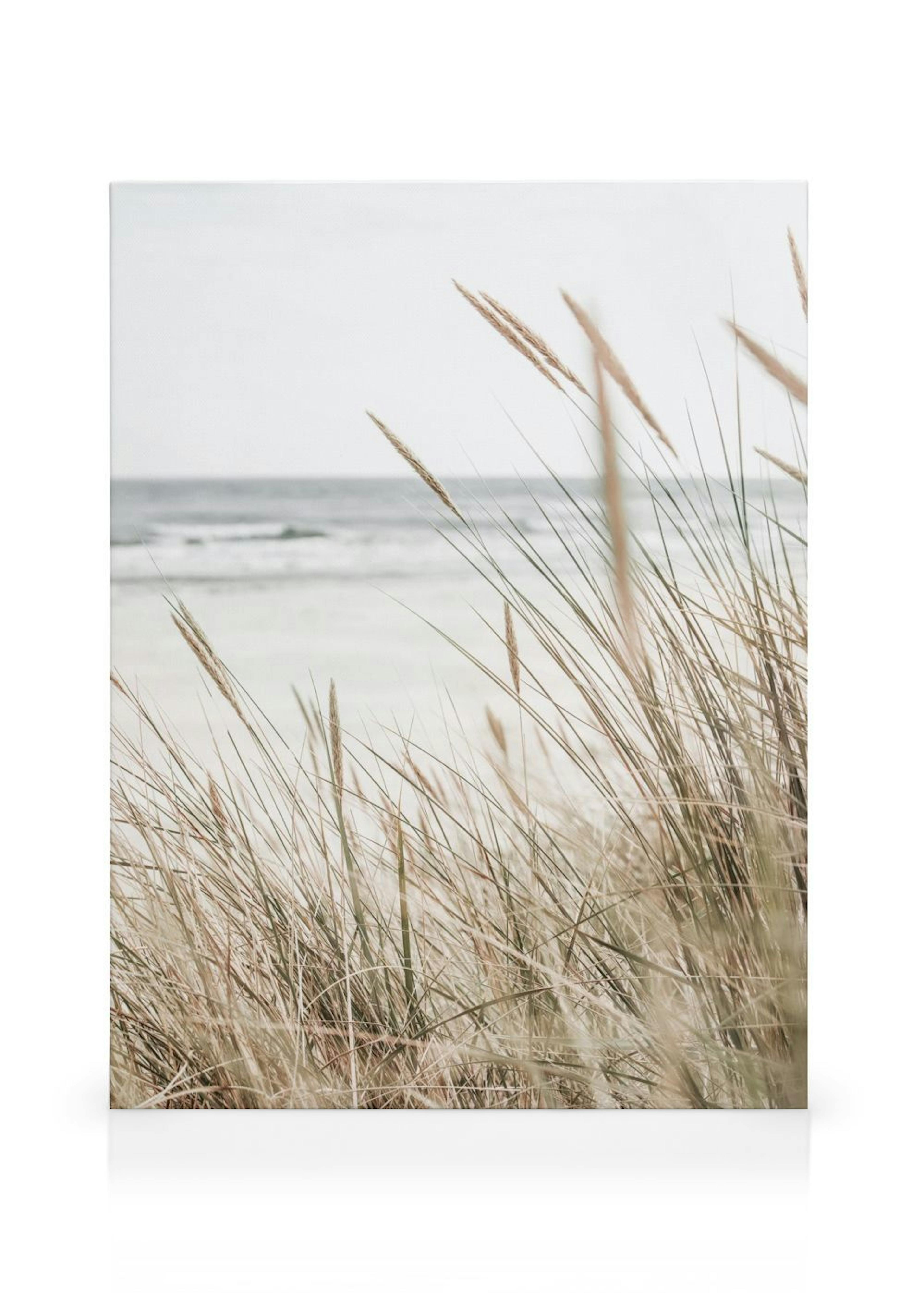 Beachy Reeds Canvas print thumbnail
