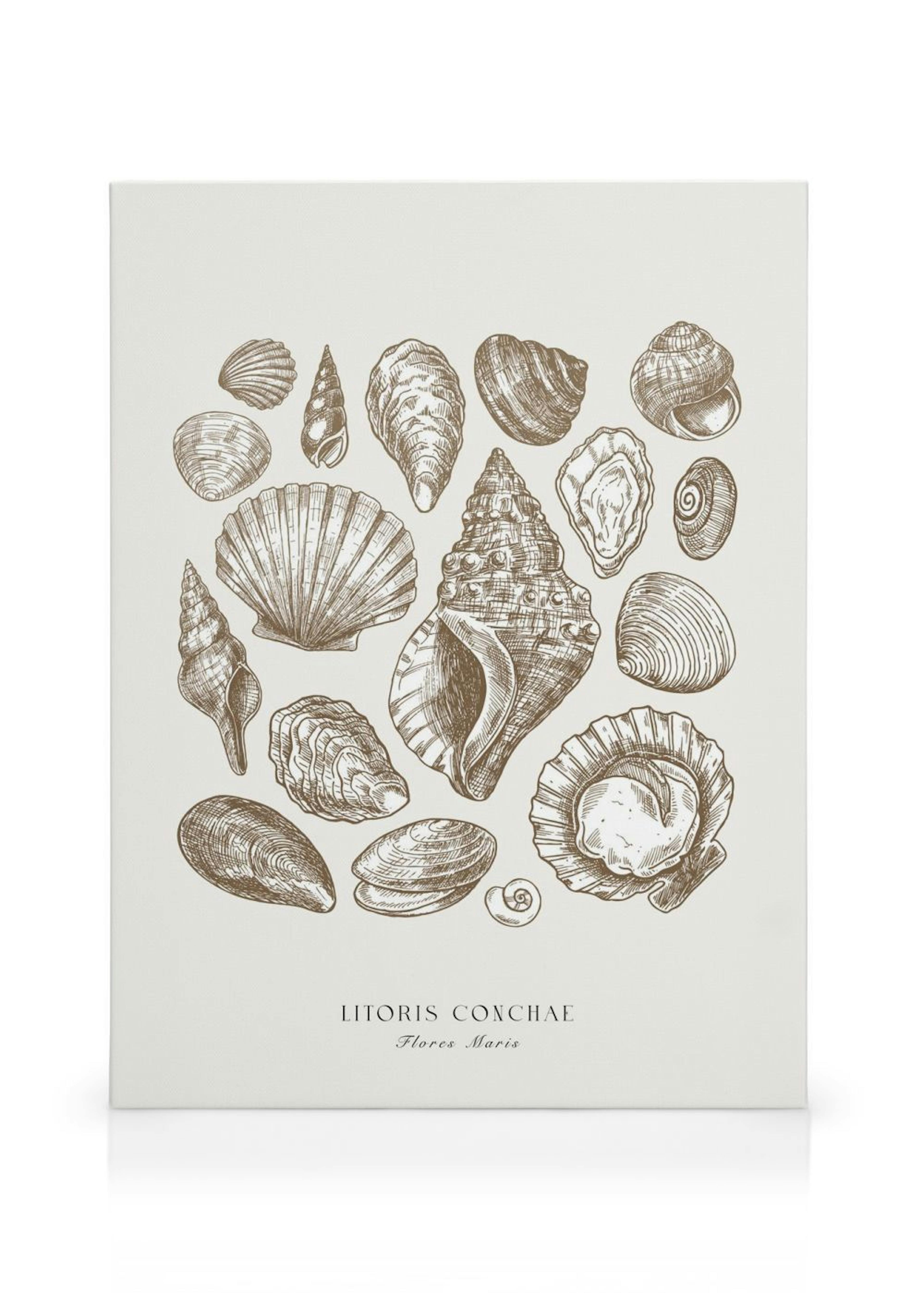 Beach Shells Toile thumbnail
