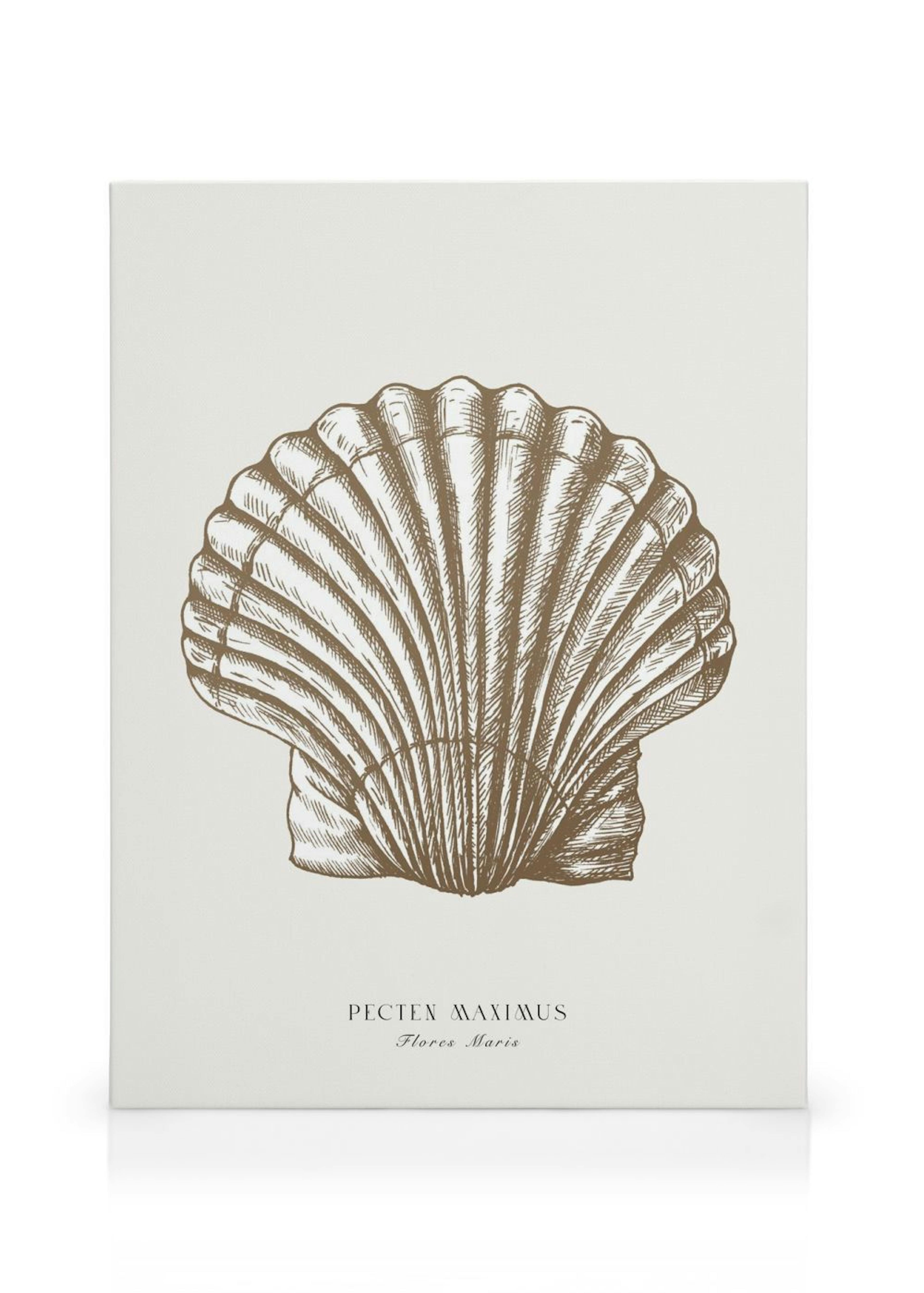 Great Scallop Toile thumbnail