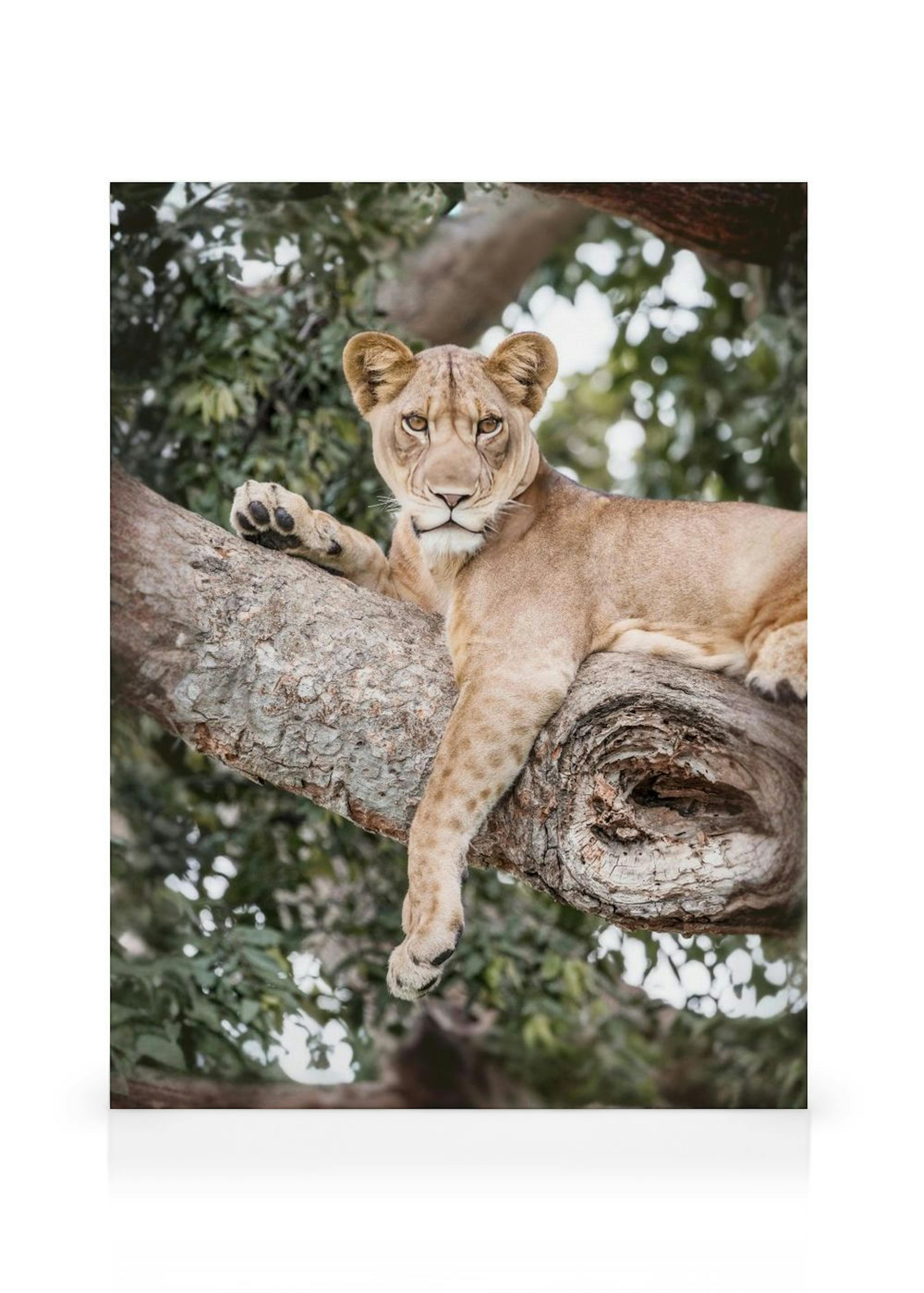Relaxing Lioness Canvas thumbnail