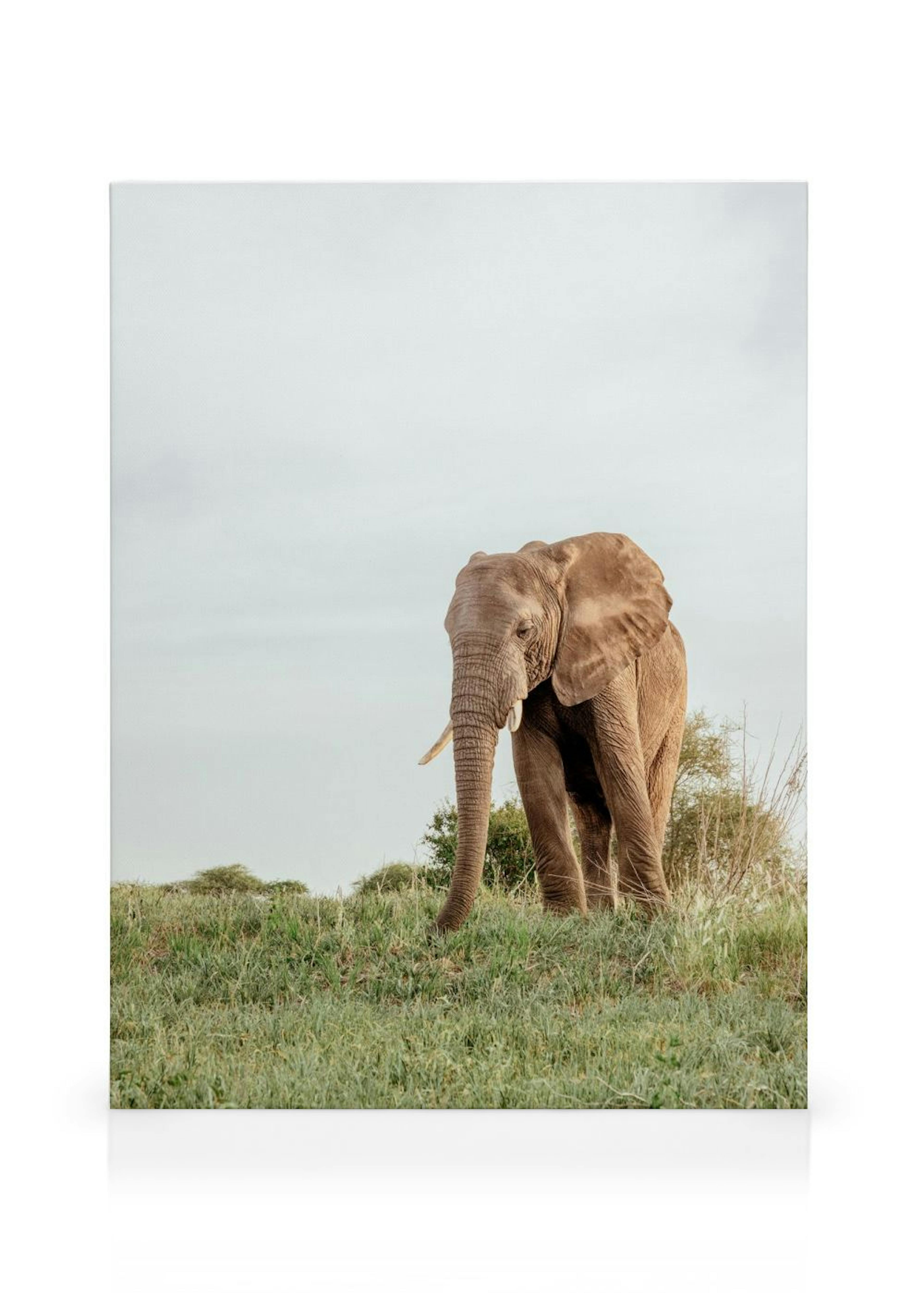 Safari Elephant Canvas print thumbnail