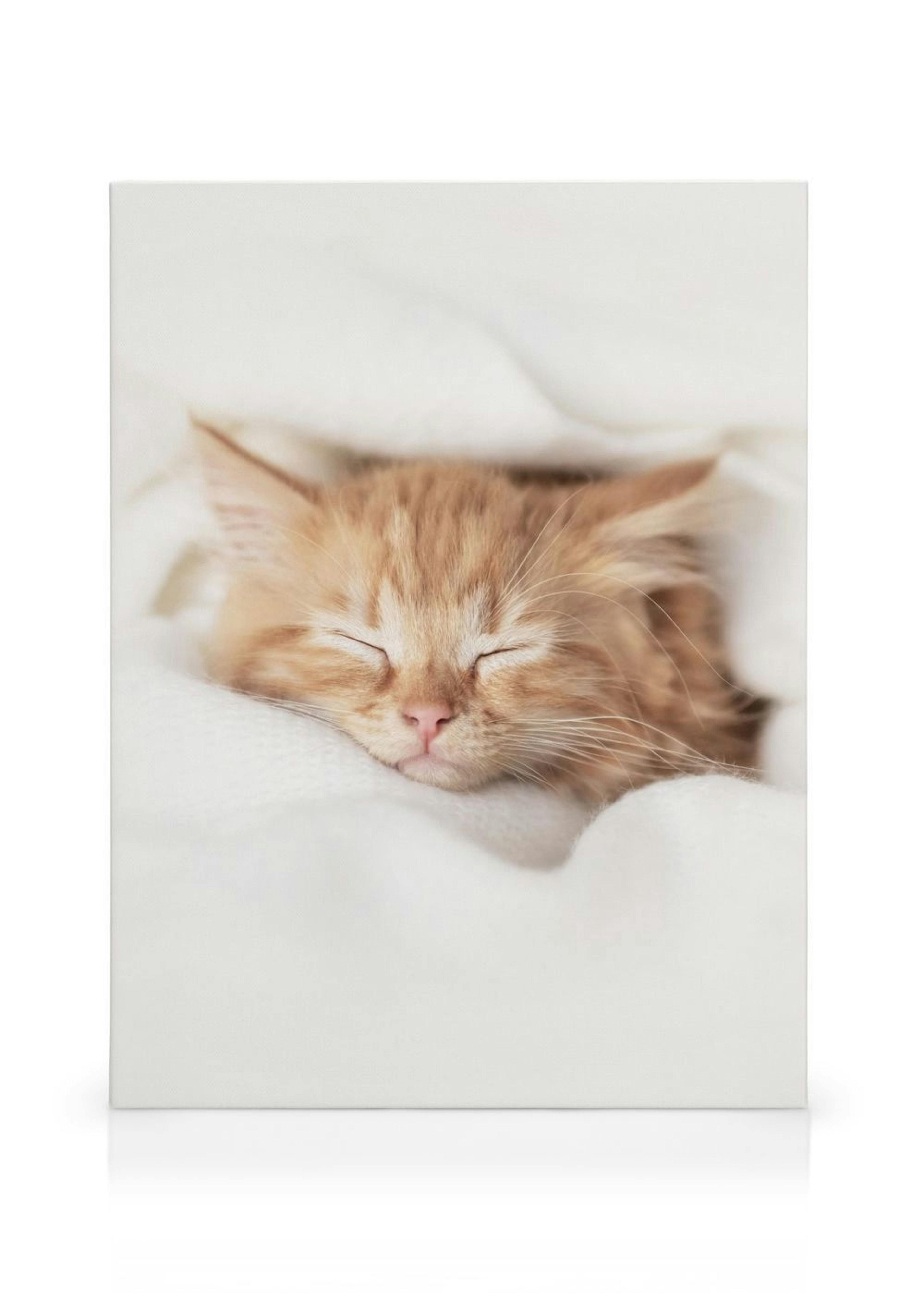 Sleepy Kitten Toile thumbnail