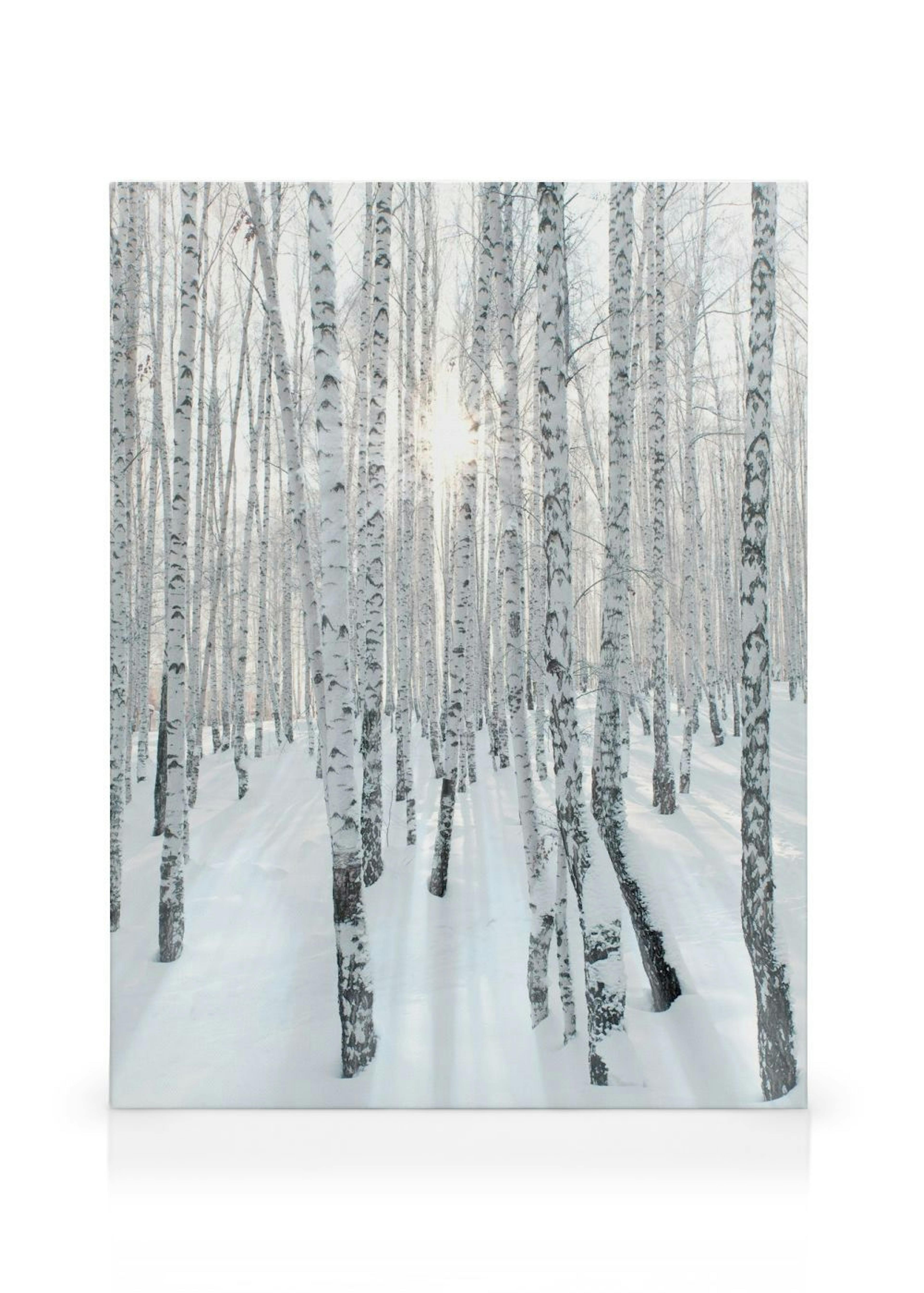 Snowy Birch Forest Canvas print thumbnail