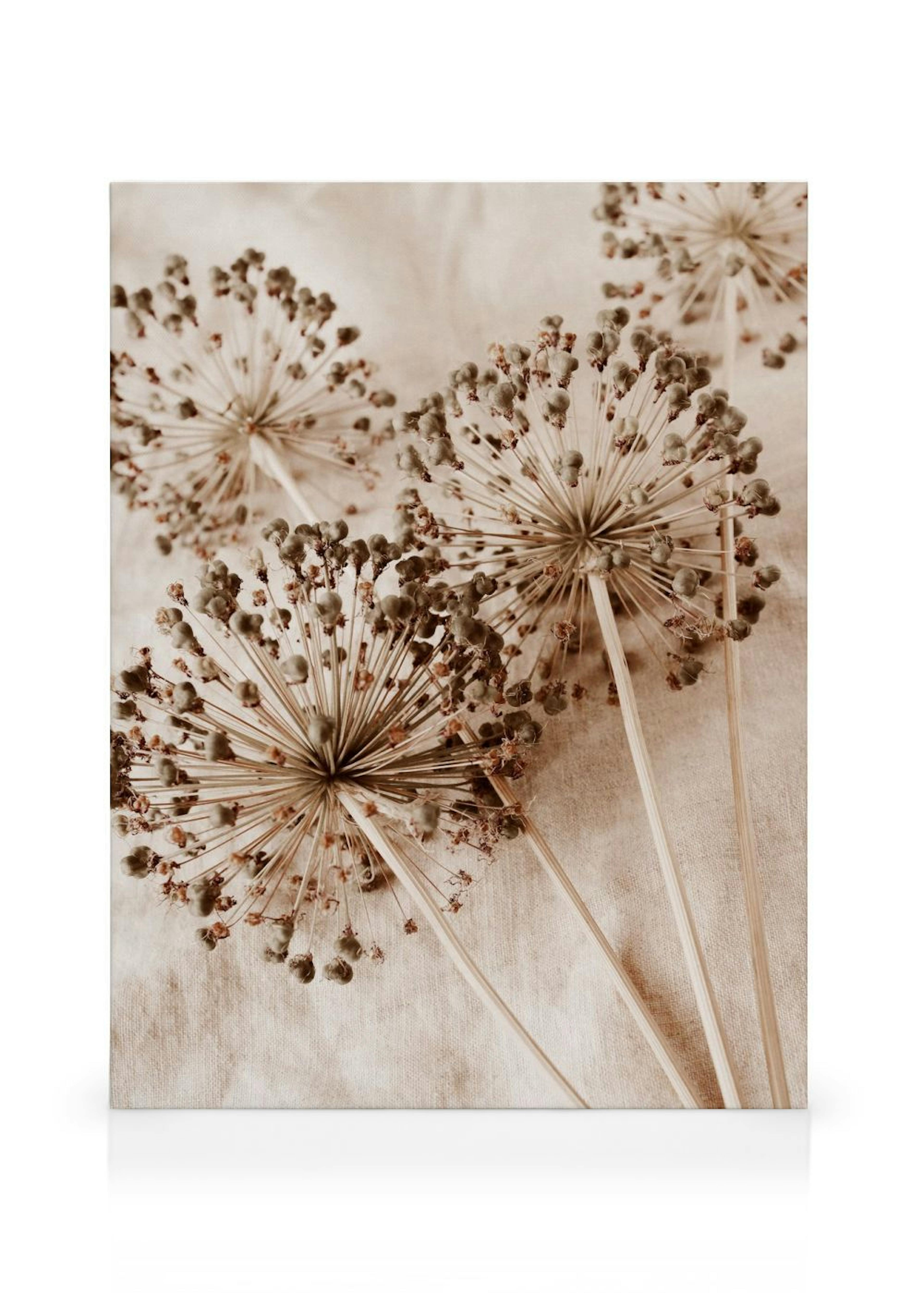 Dry Allium Flowers Canvas print thumbnail