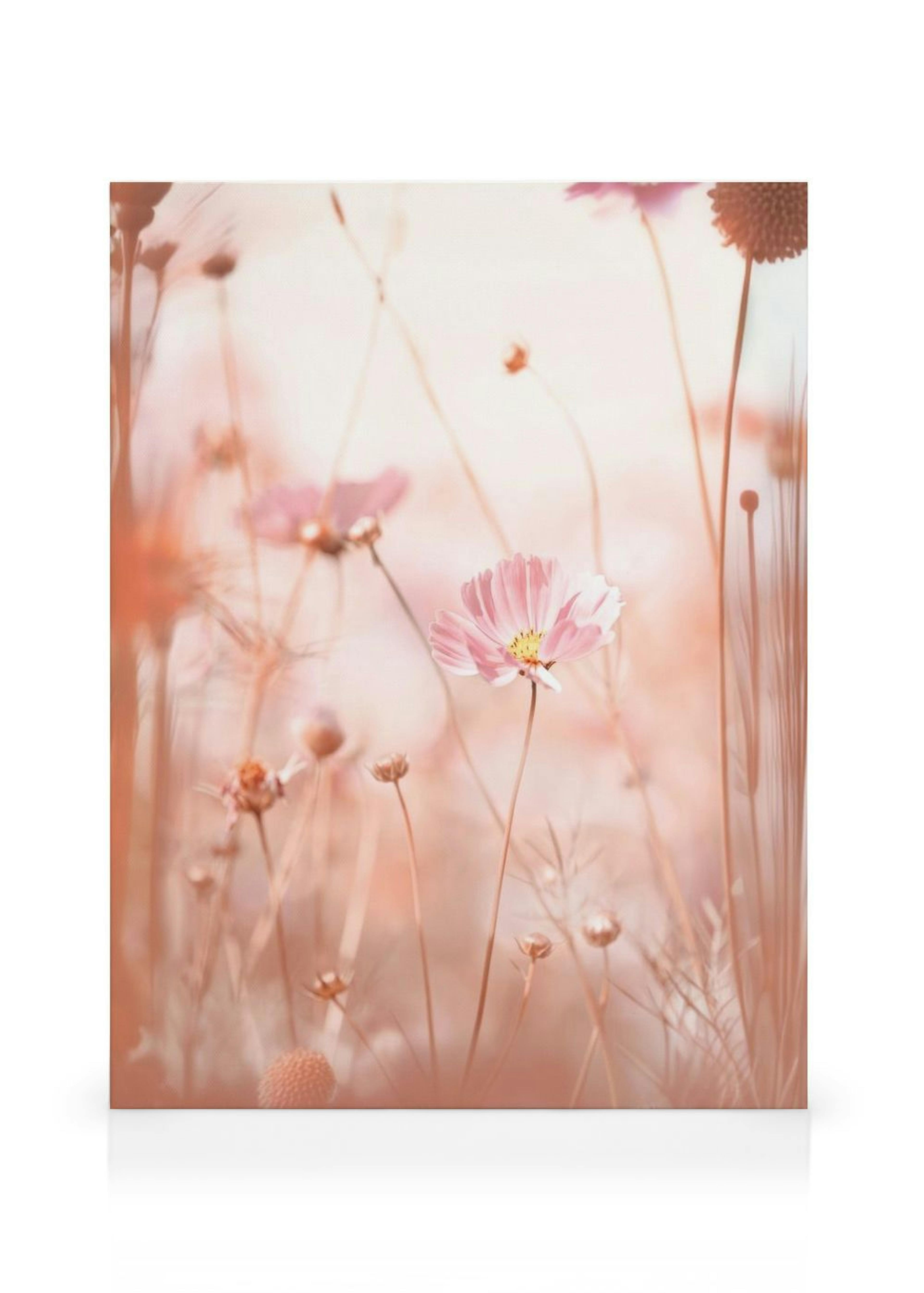 Pink Cosmos Flowers Toile thumbnail