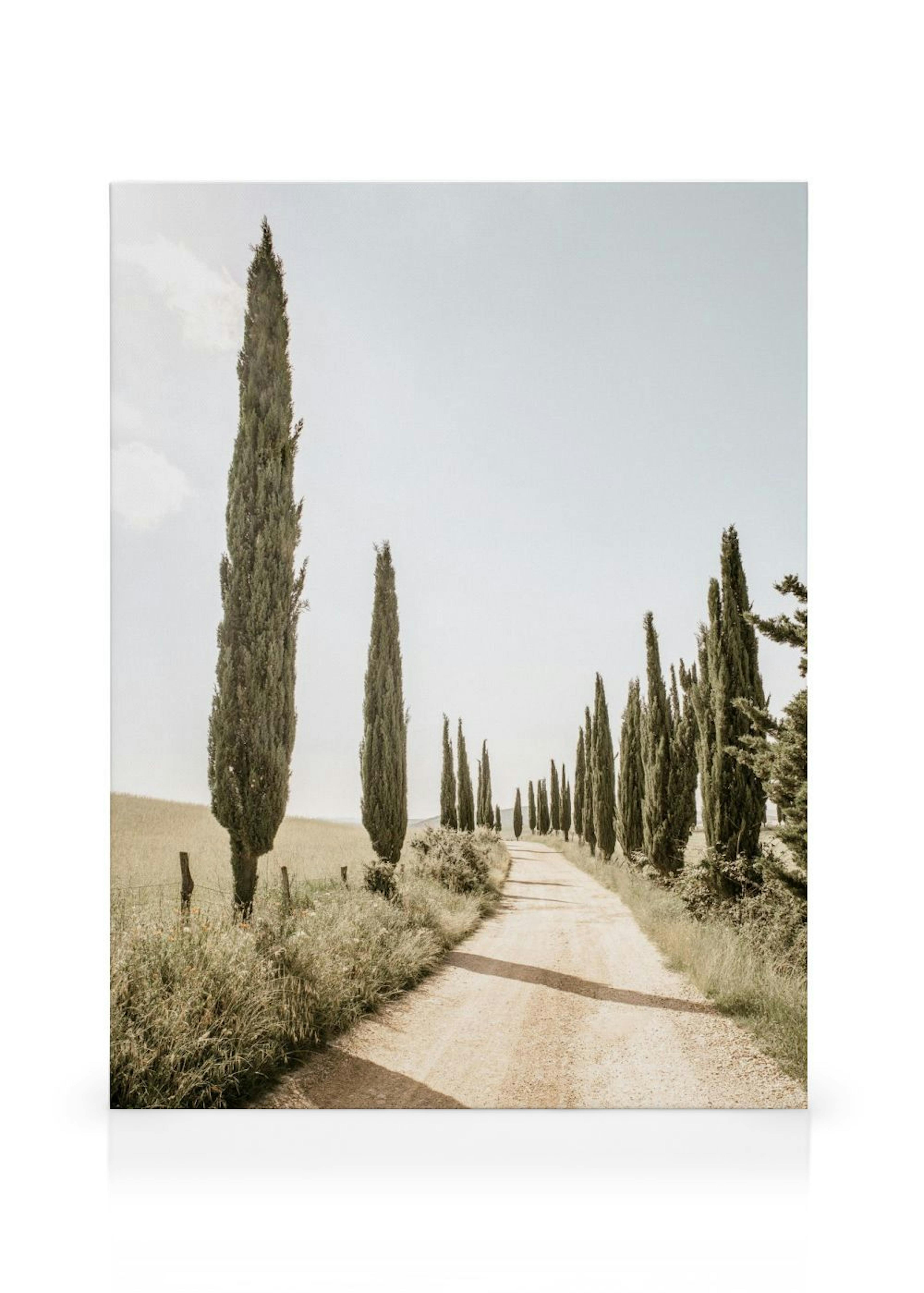 Cypress Tree Alley Canvas print thumbnail