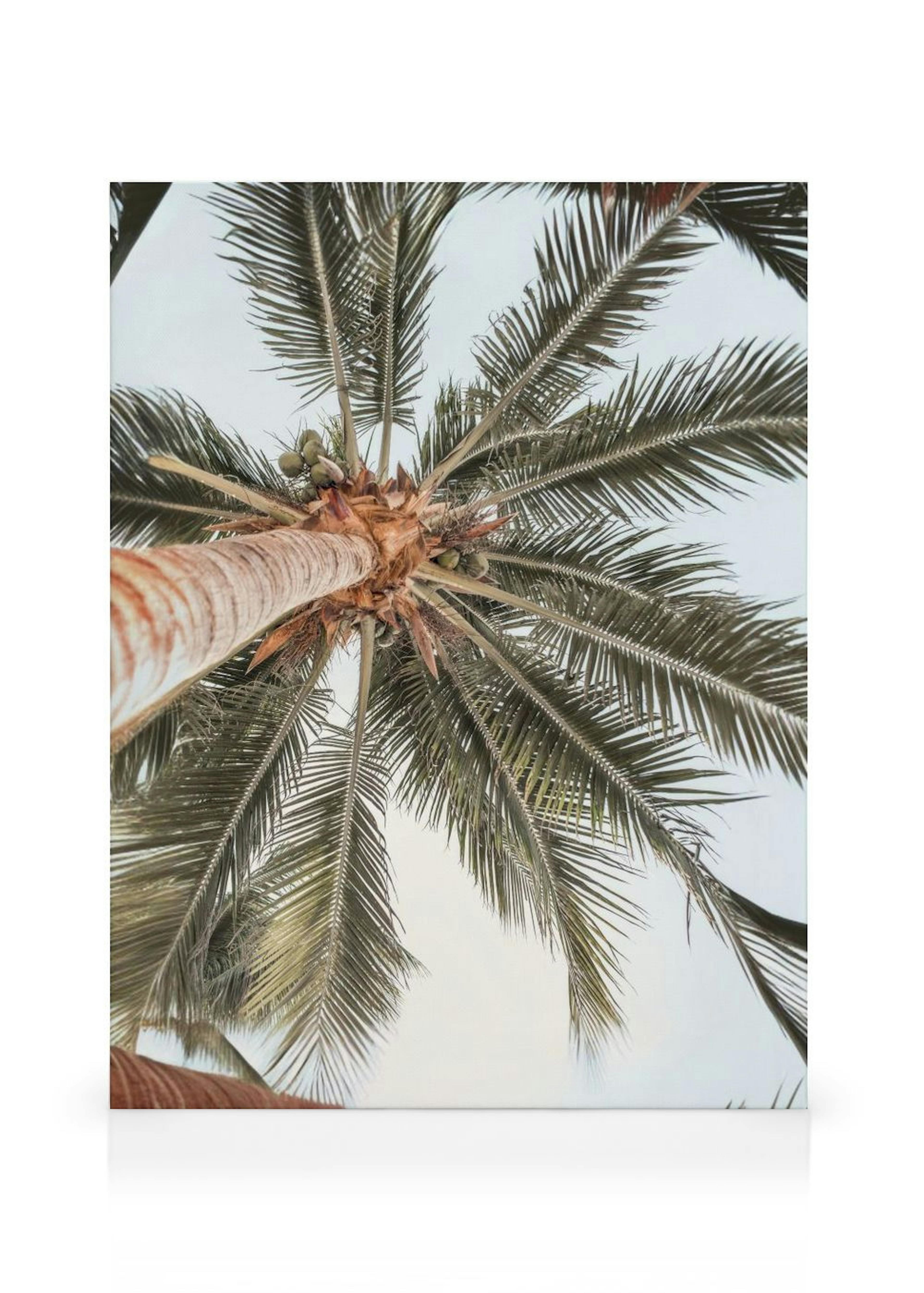 Palm View Canvas print thumbnail