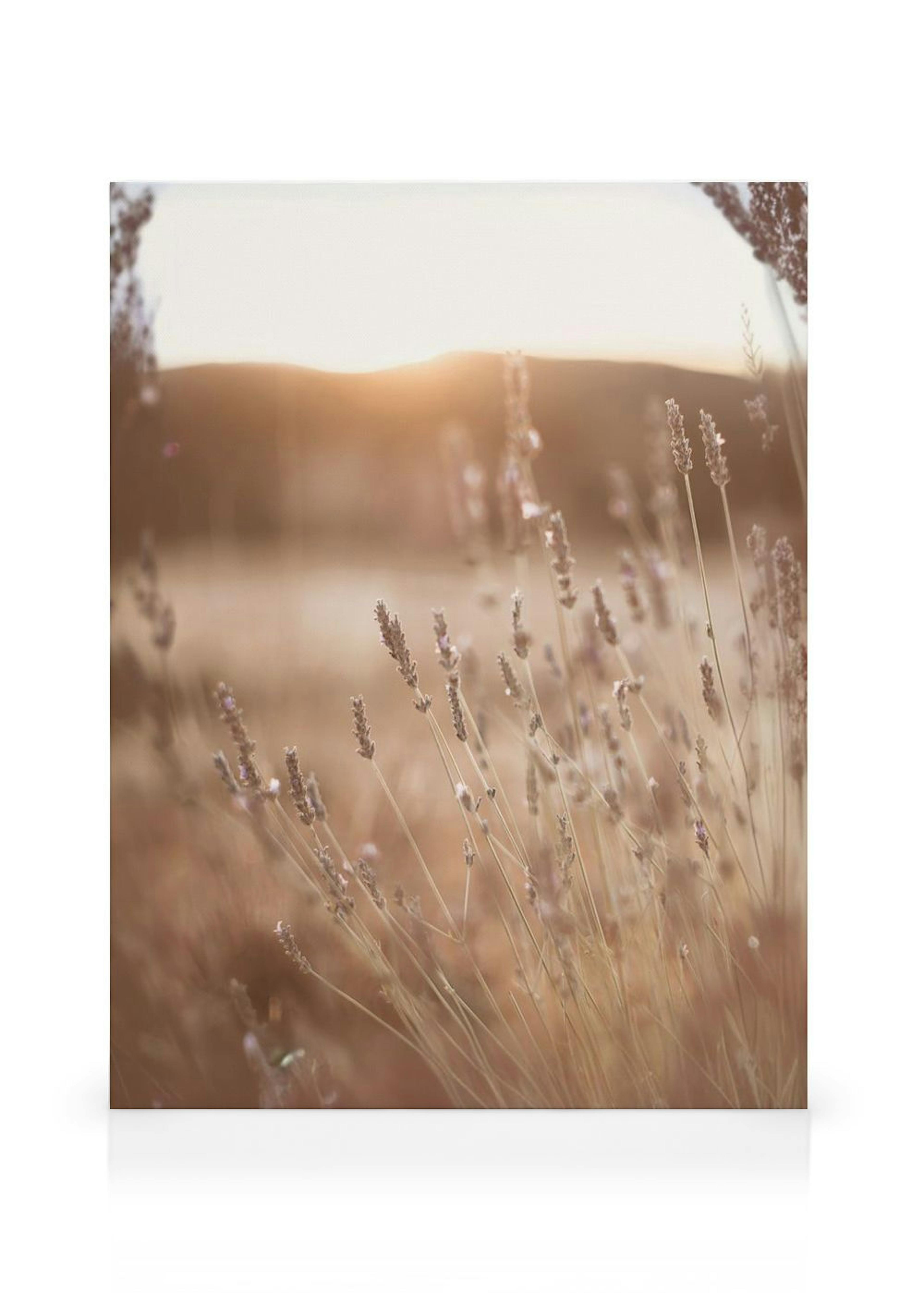 Toile Prairie au Coucher de Soleil thumbnail