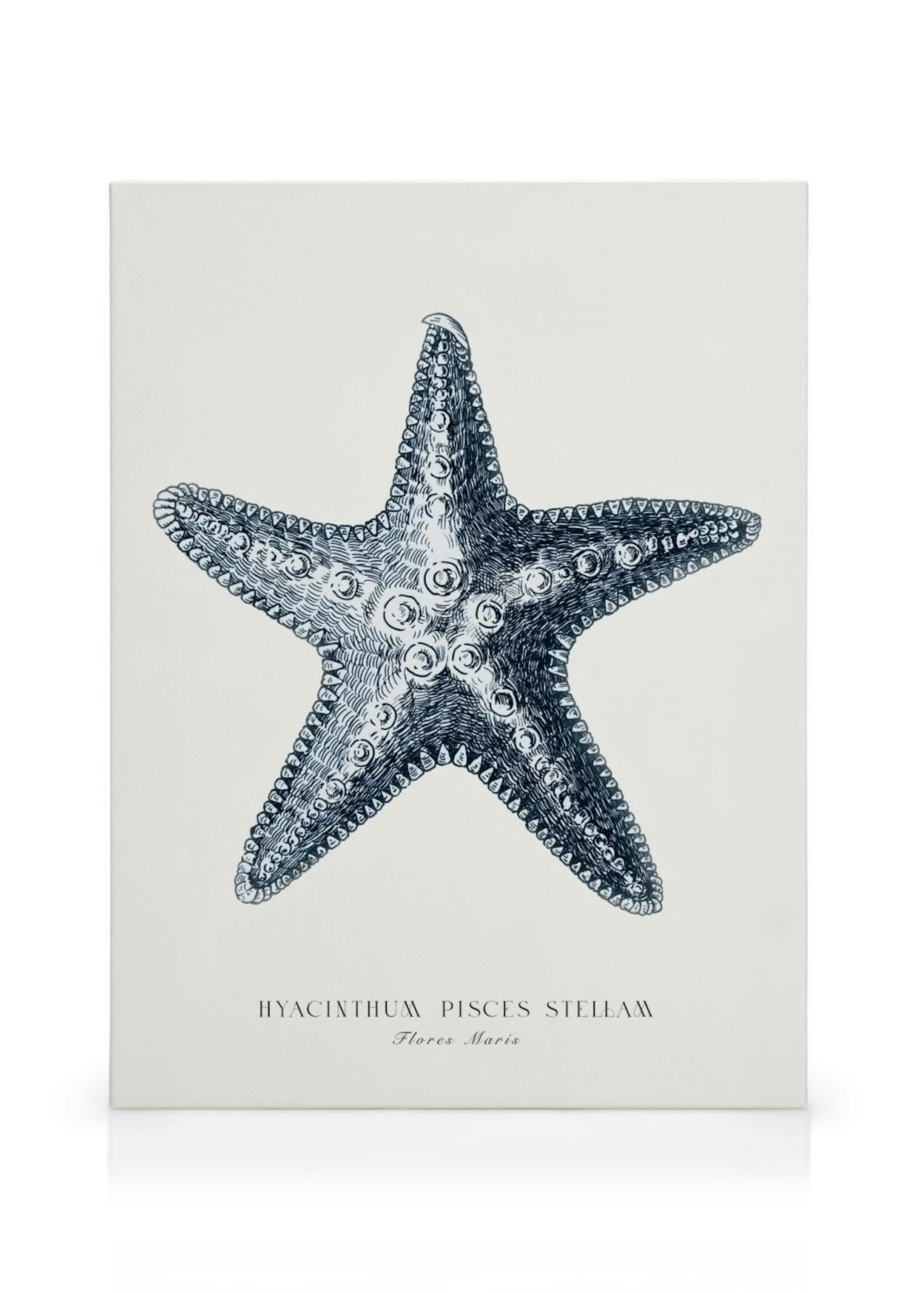 Blue Starfish Stampa su tela thumbnail