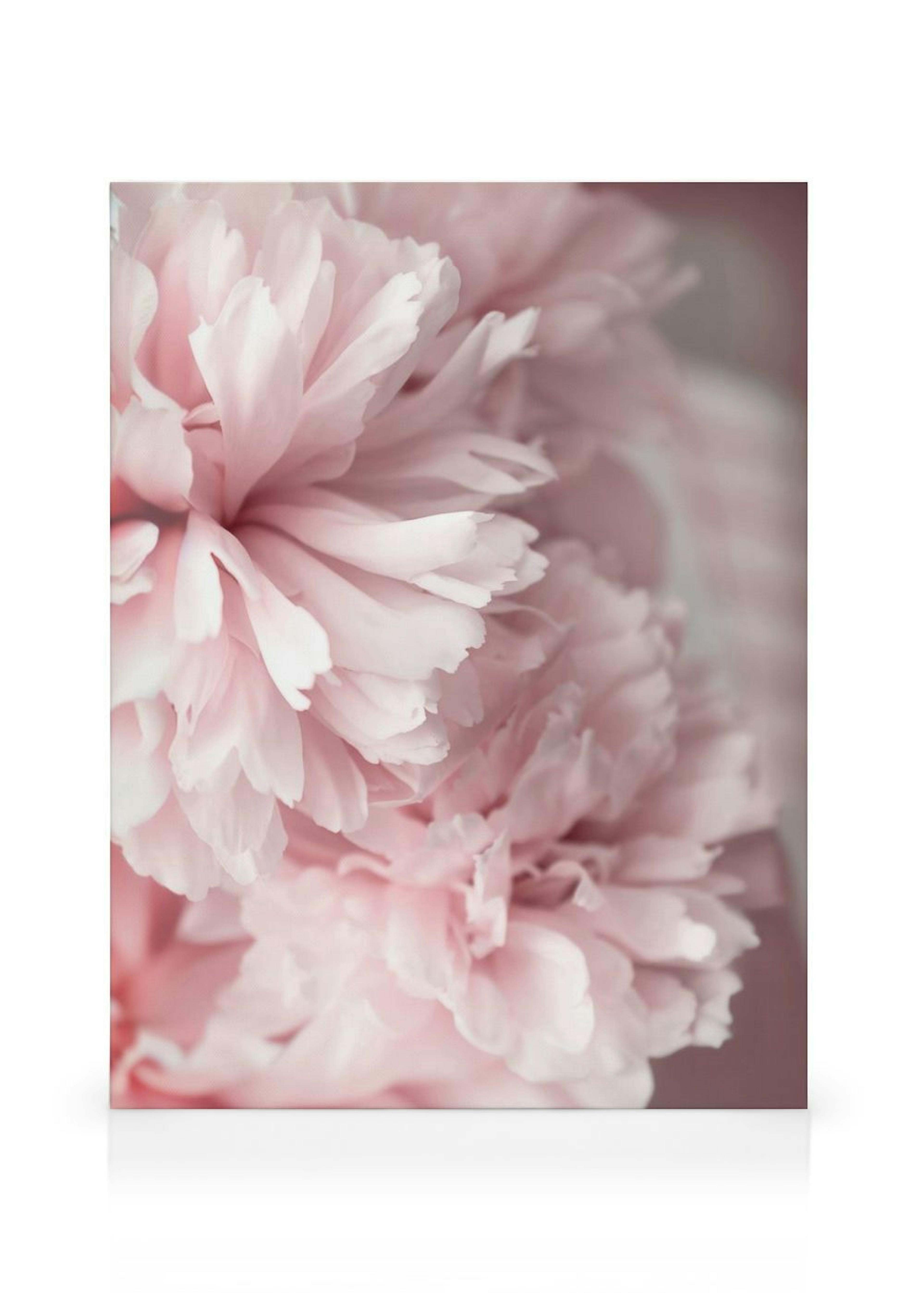 Pink Peonies Close Up Stampa su Tela thumbnail
