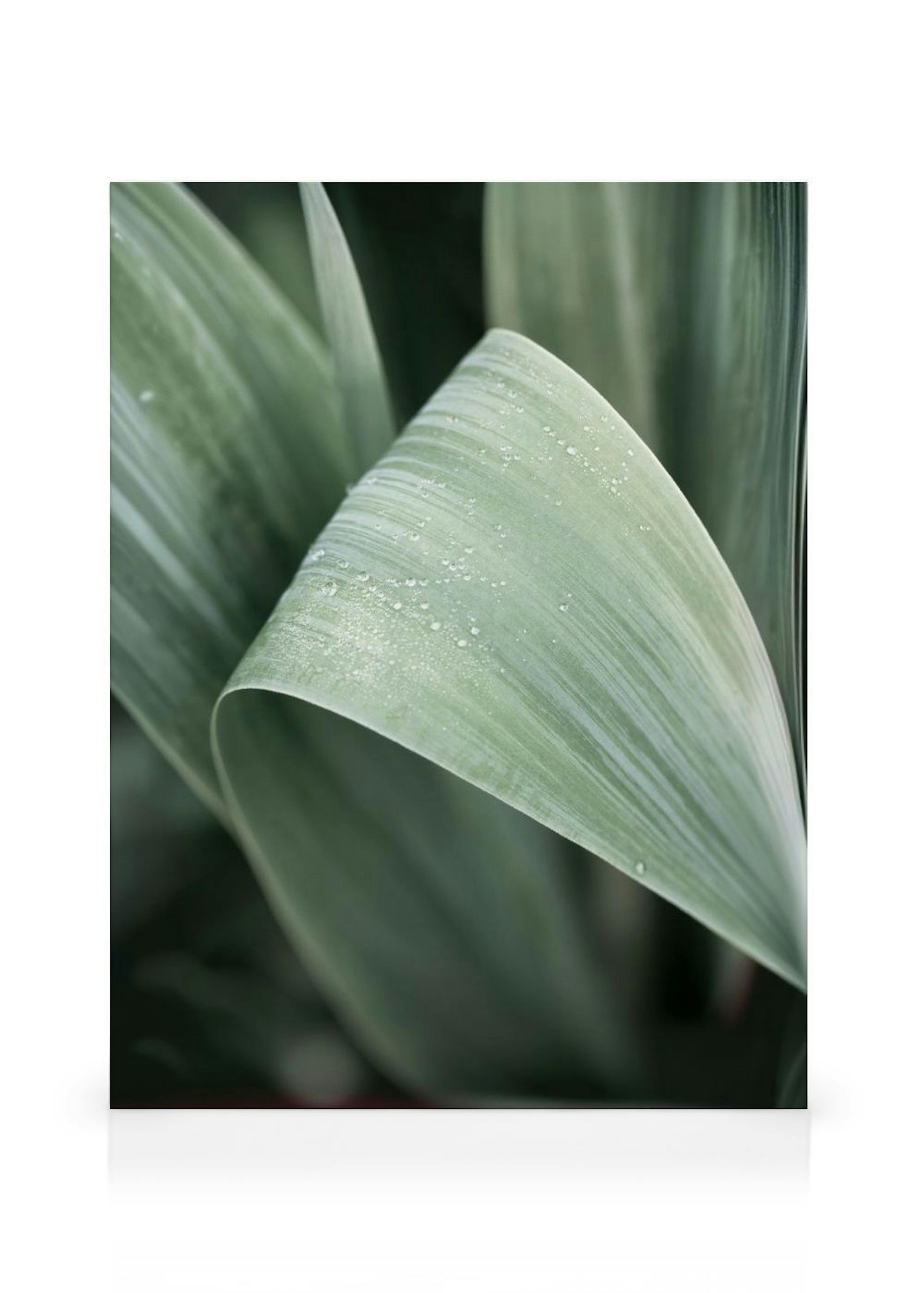 Toile Feuille Verte thumbnail