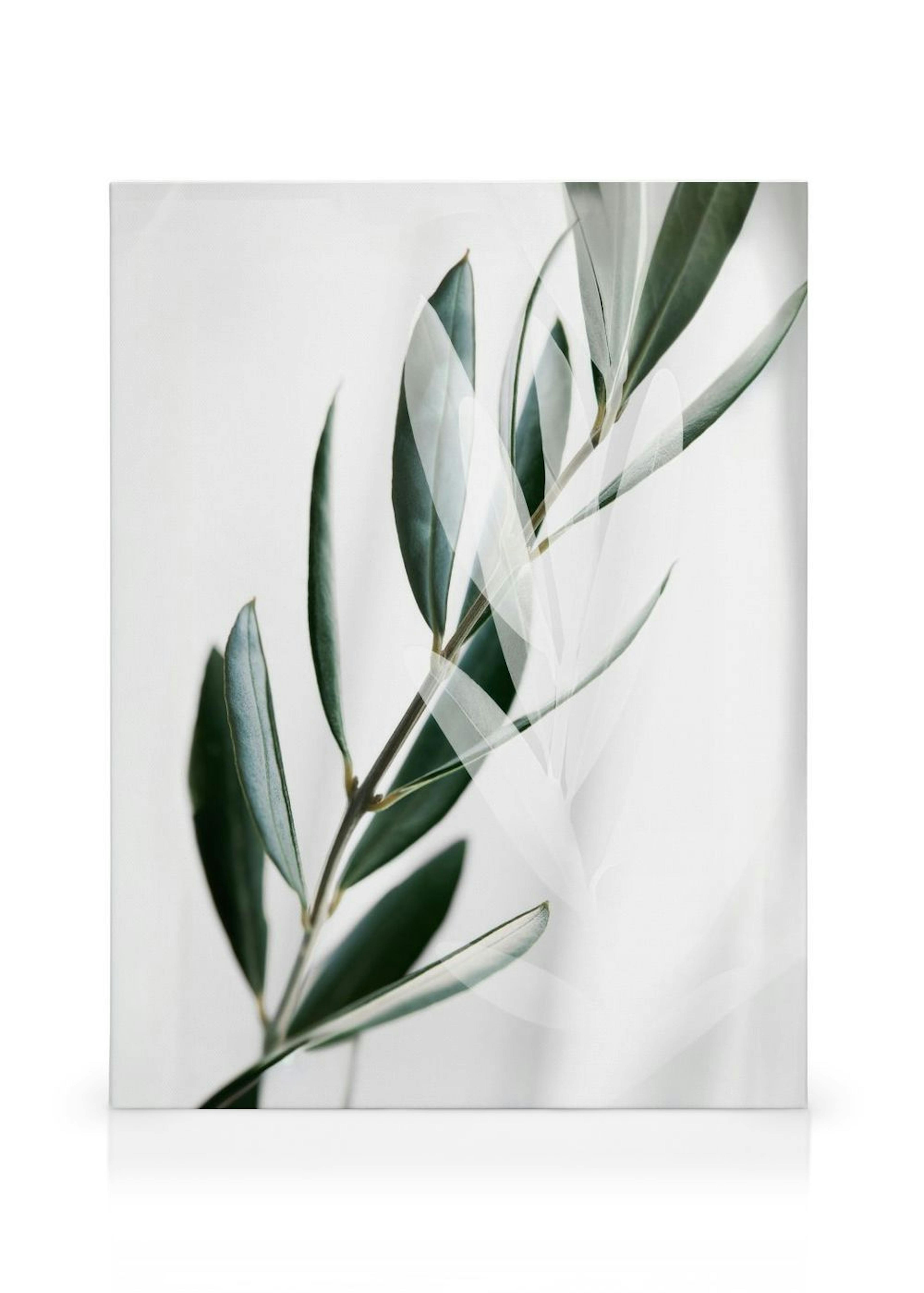 Olive Branch Shades Stampa su Tela thumbnail
