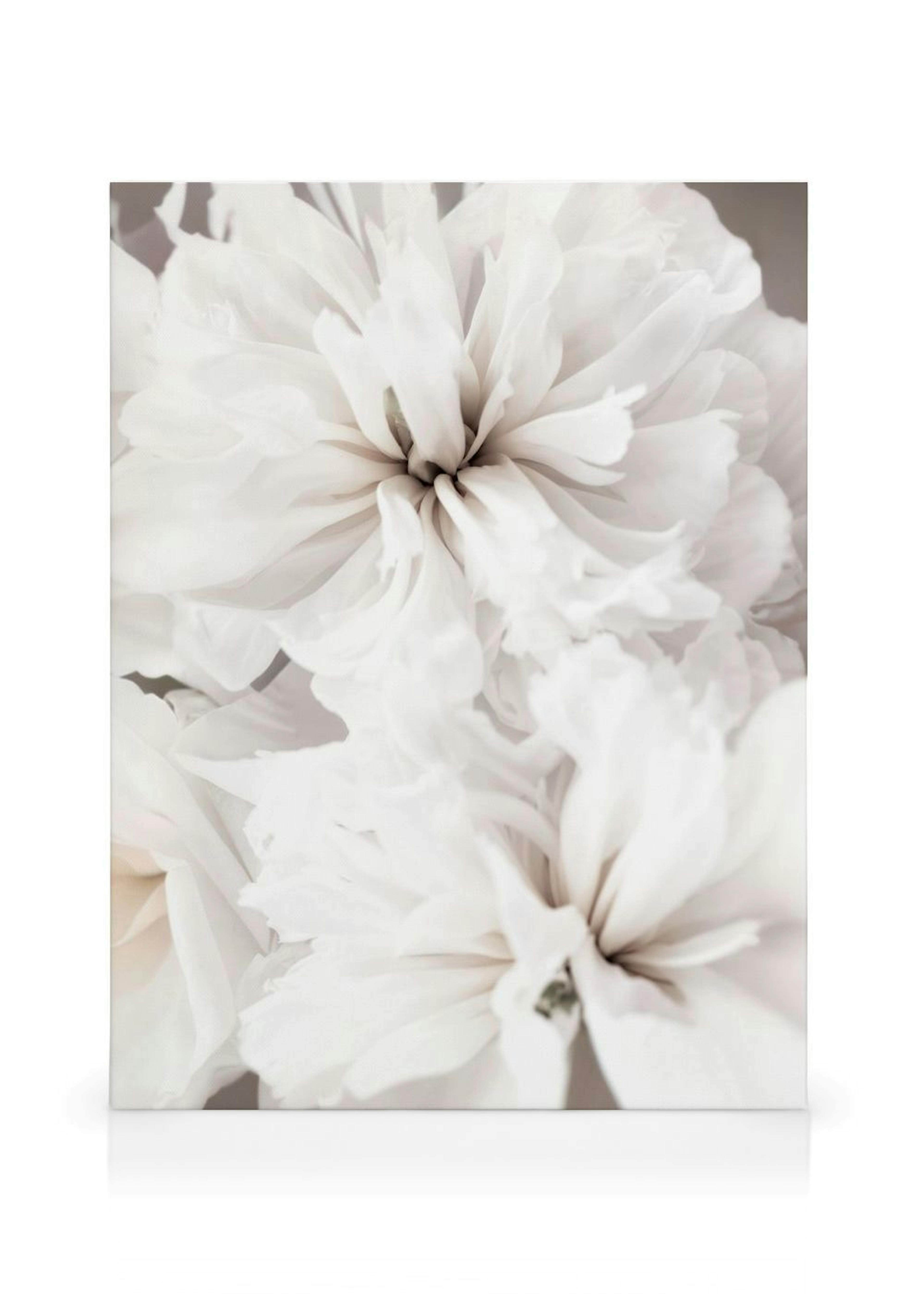 Flores Blancas en Calma Lienzo thumbnail
