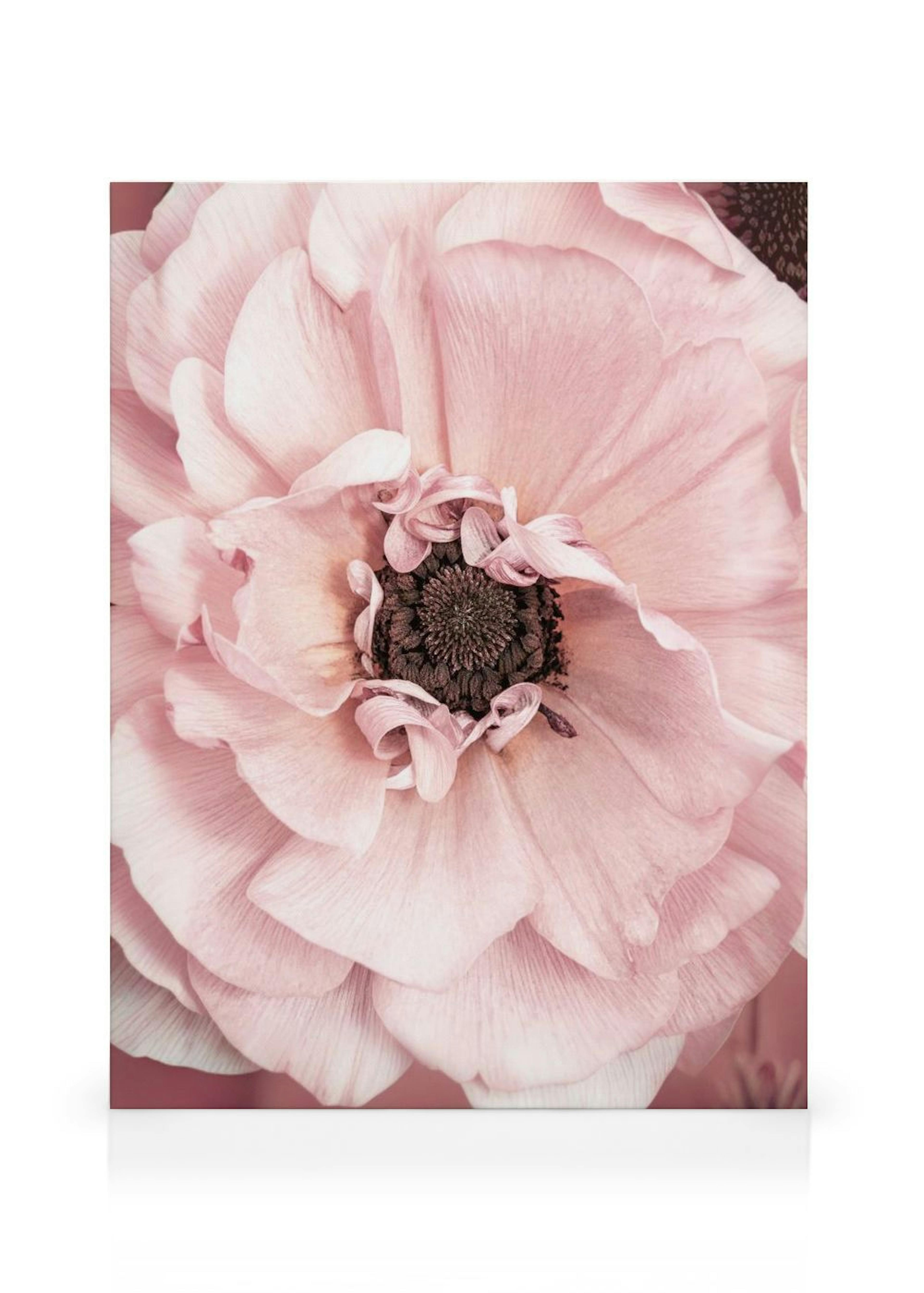 Pink Bloom Canvas Print thumbnail