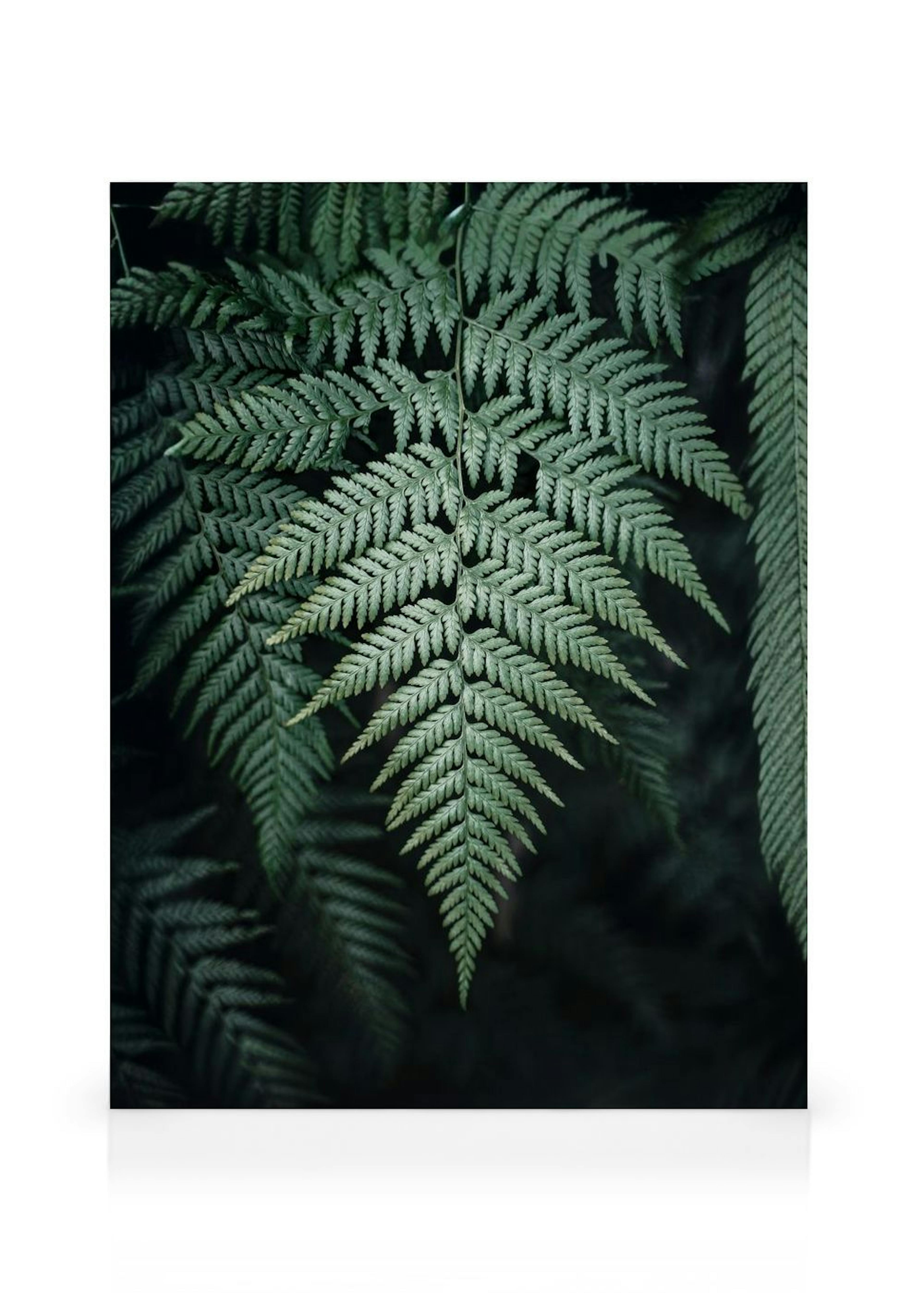 Toile Wild Fern thumbnail