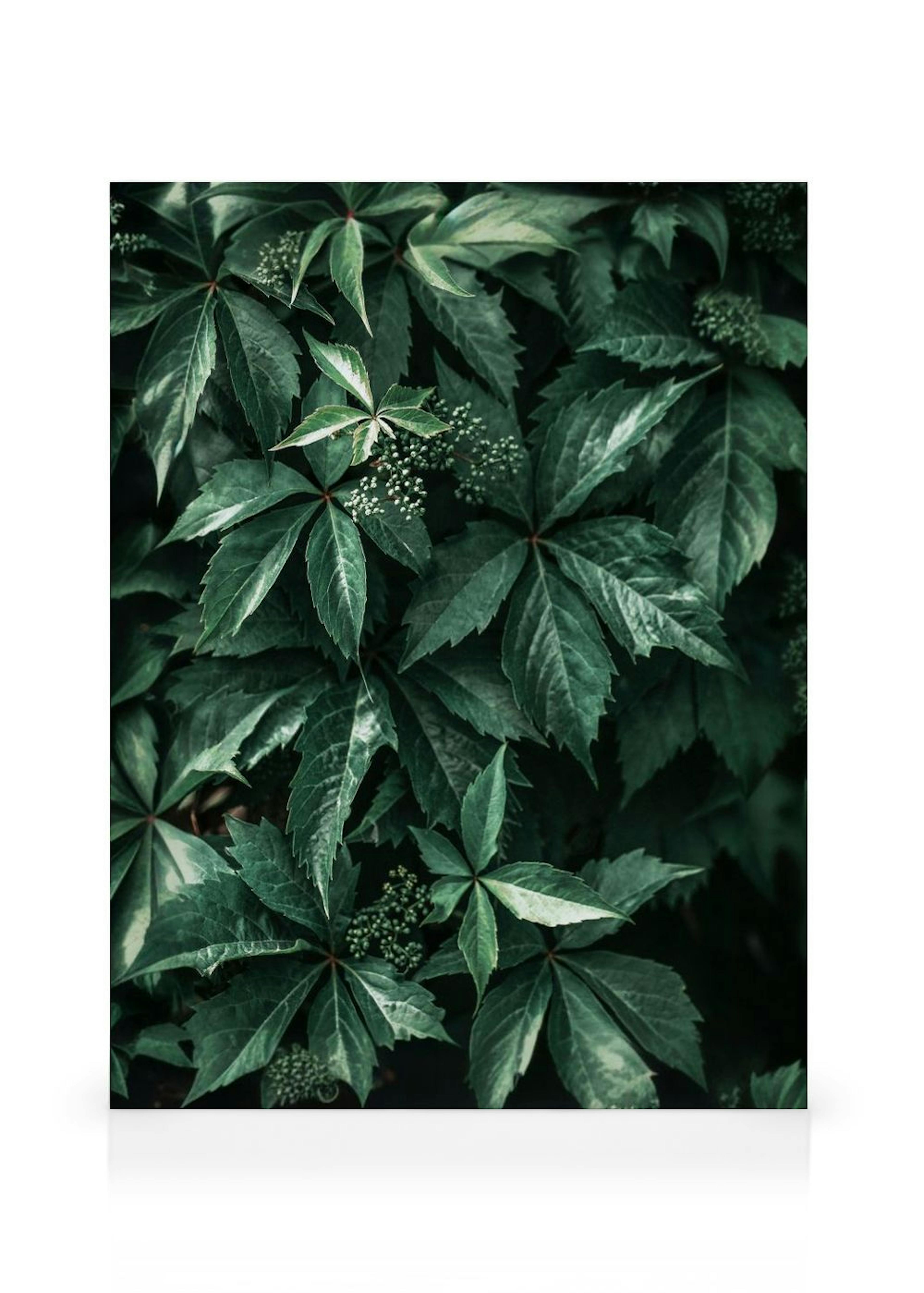Wild Grape Leaves Canvas Print thumbnail