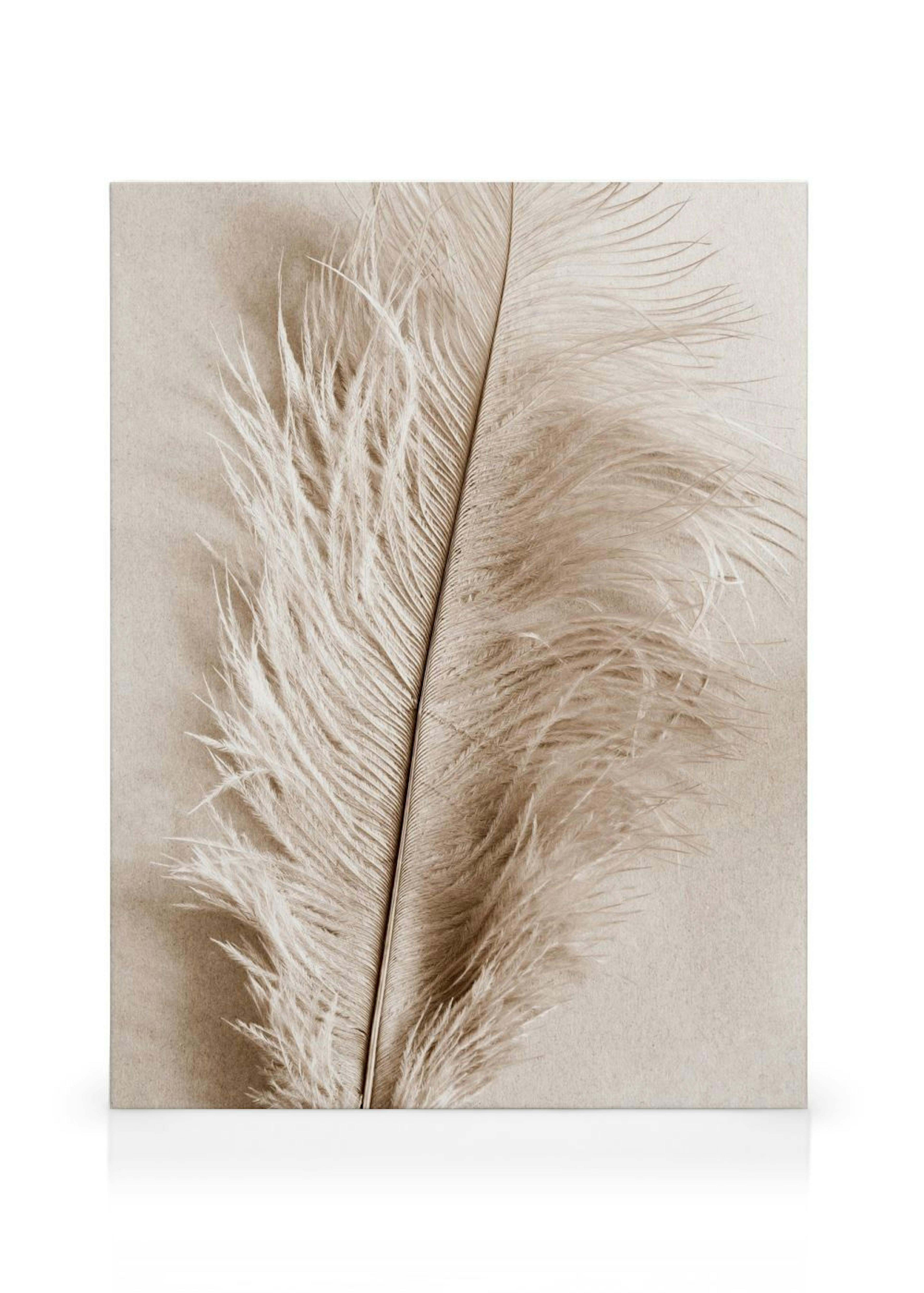 Soft Feather Canvas print thumbnail