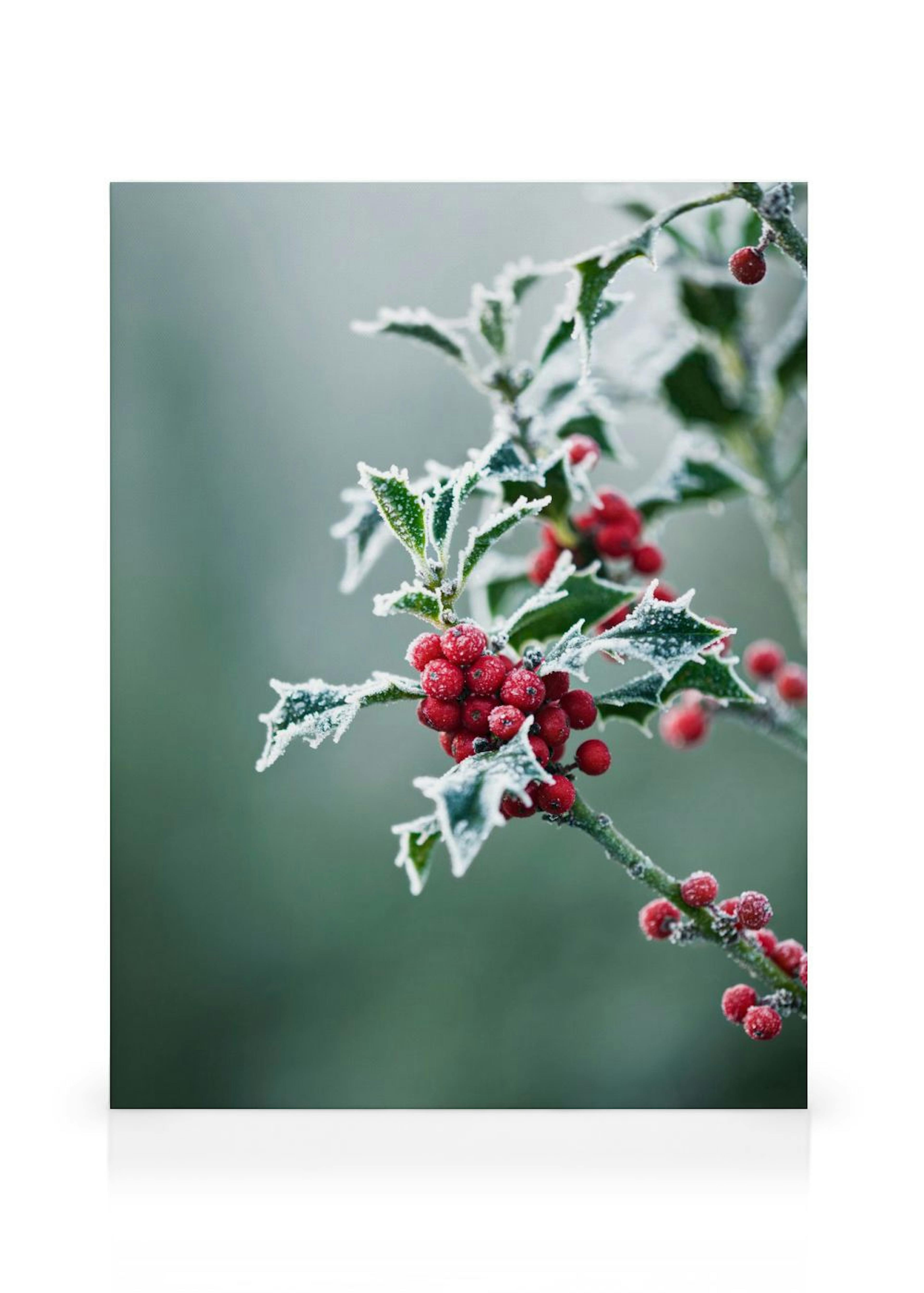 Frosted Holly Toile thumbnail