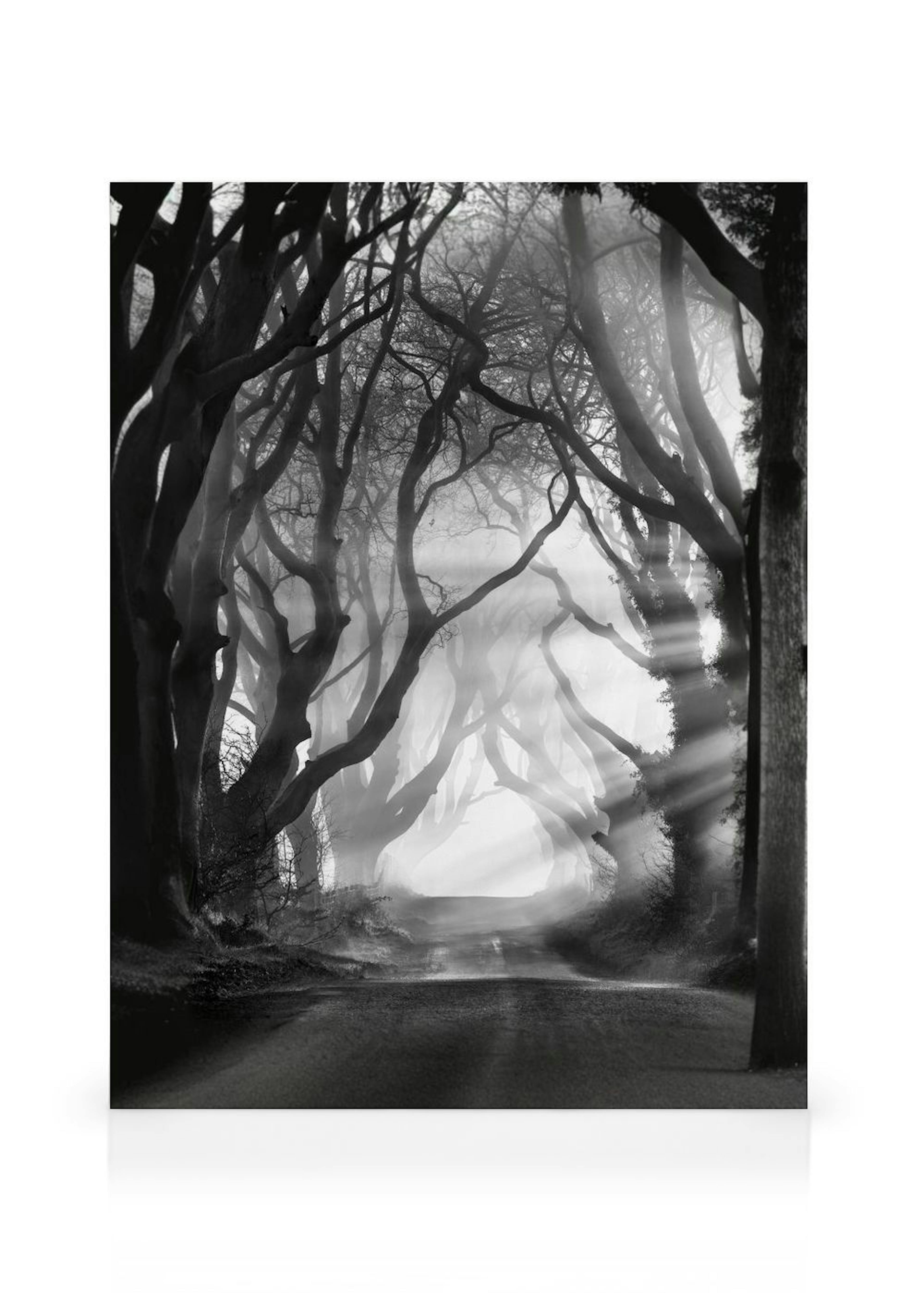 Dark Hedges Canvas Print thumbnail