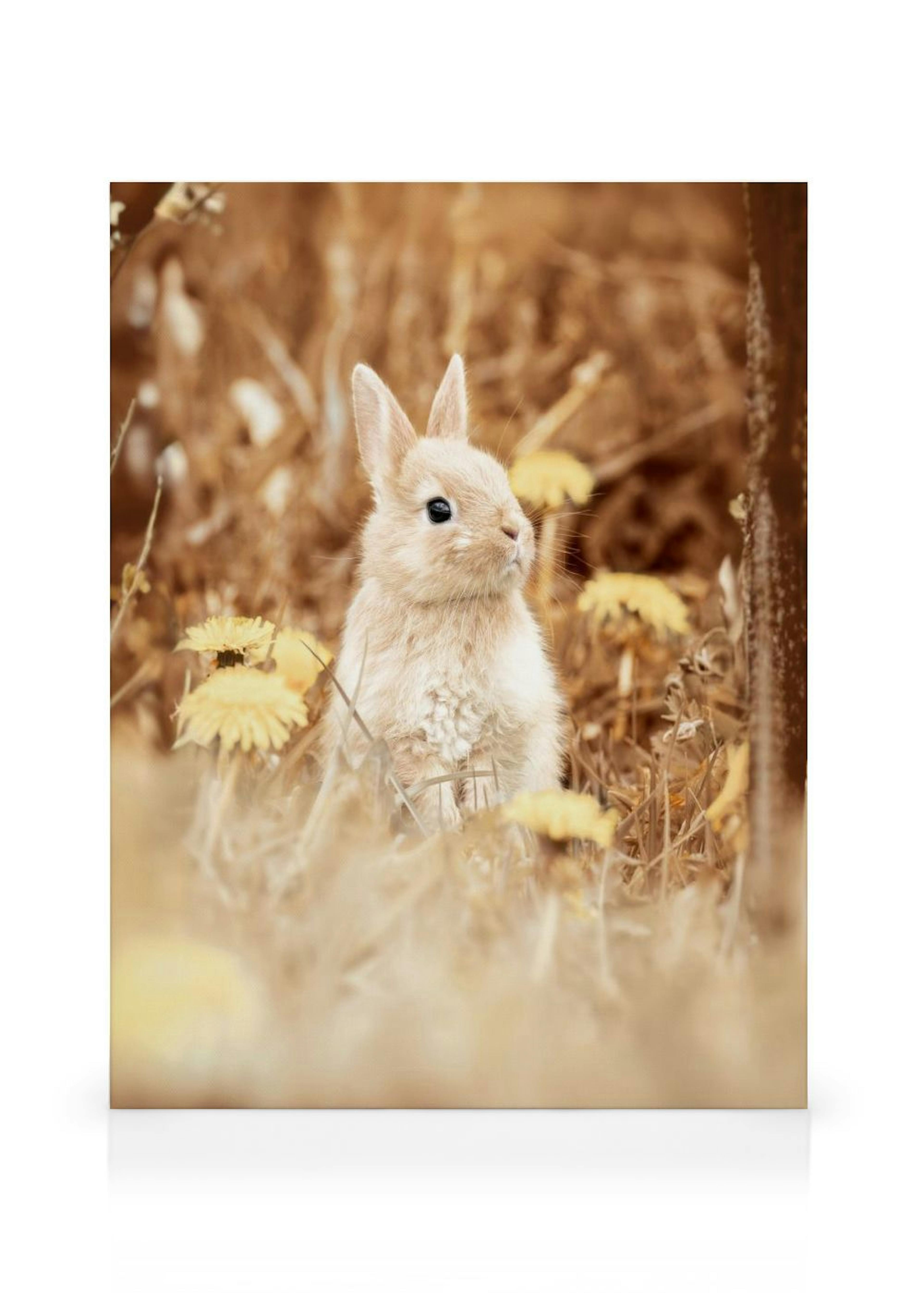 Curious Rabbit Canvas print thumbnail