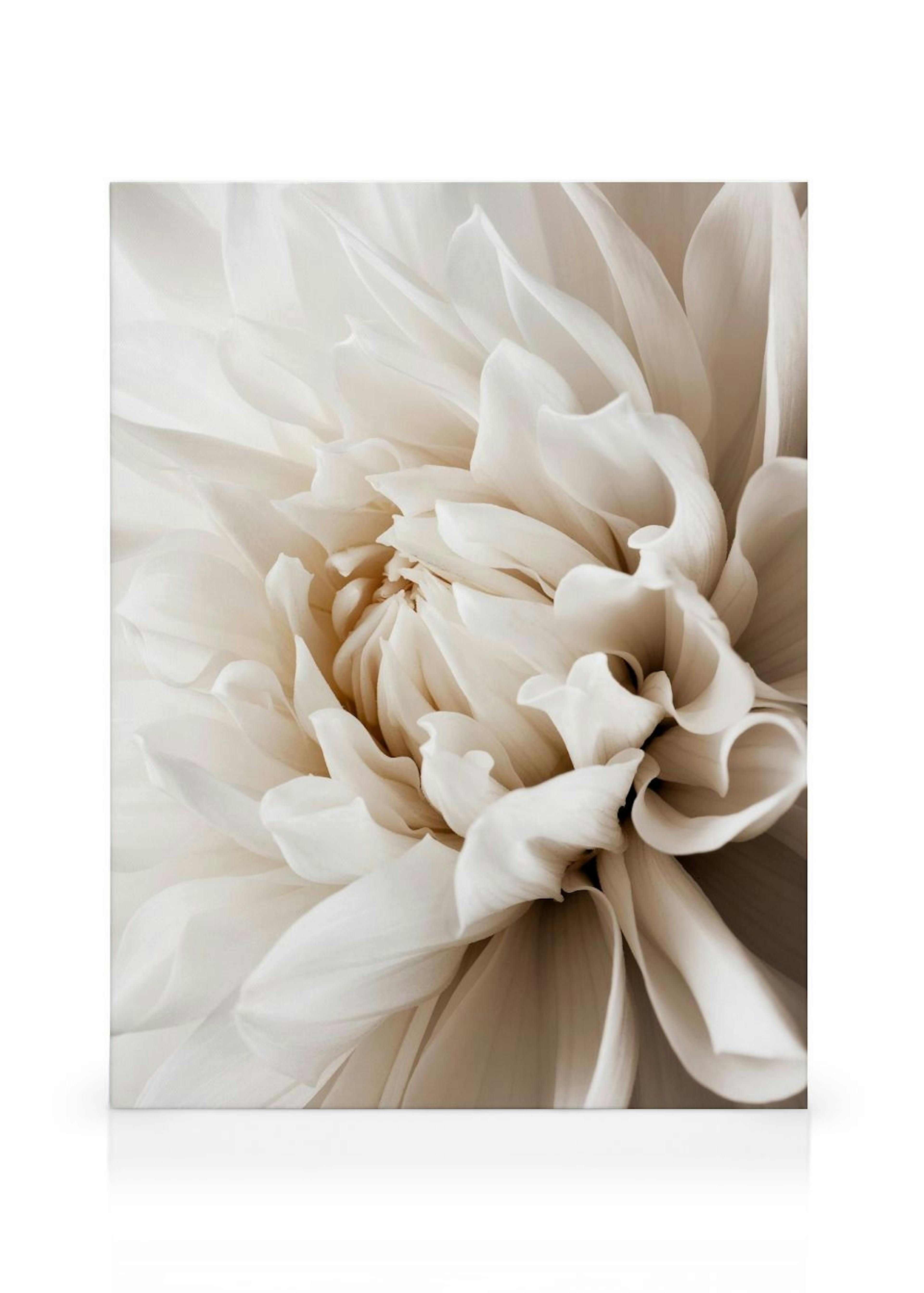 Dahlia Blanc Toile thumbnail