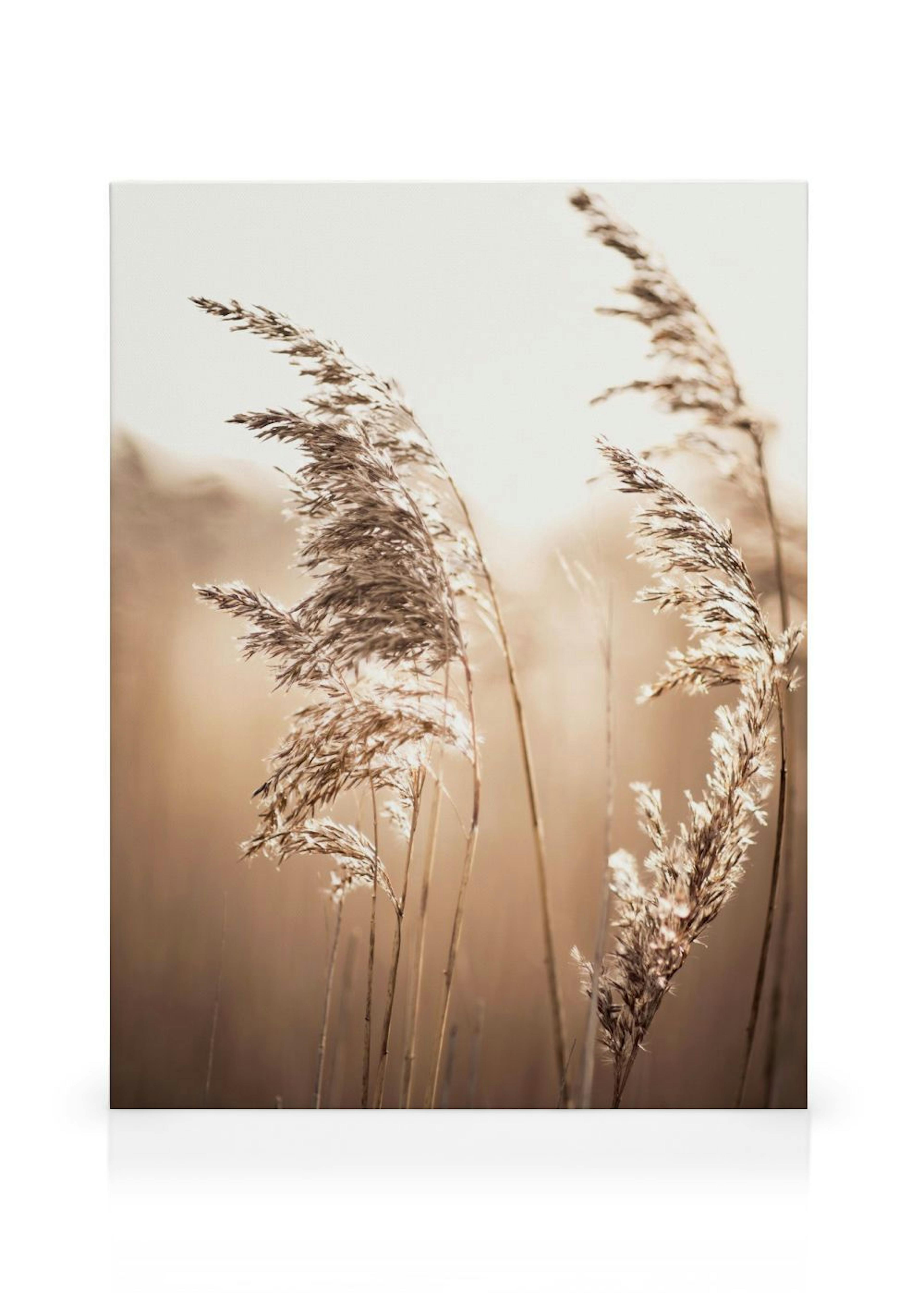 Sunlight Reed Stampa su tela thumbnail