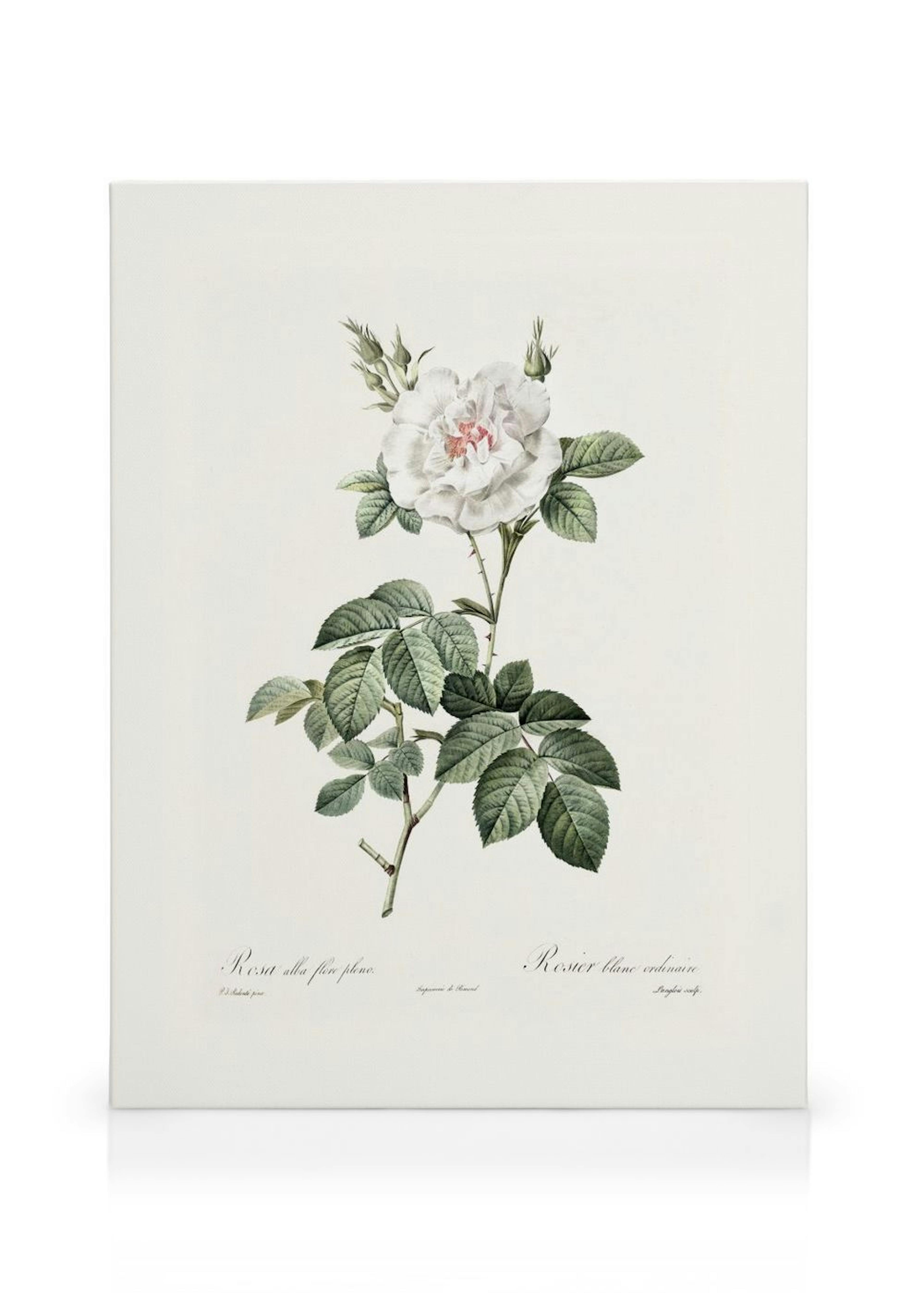 Weiße Rosen Illustration Leinwandbild thumbnail