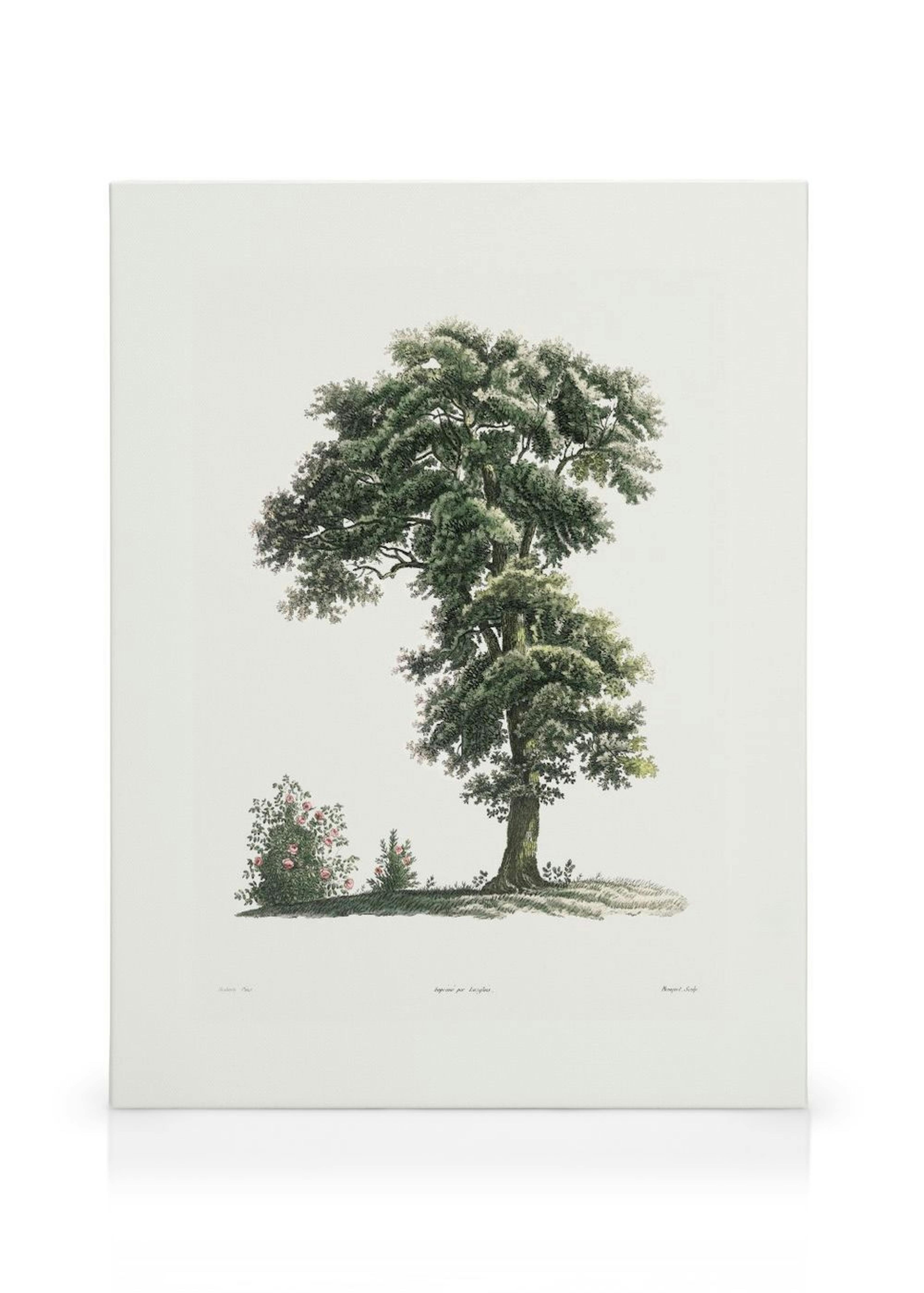 Classical Tree Illustration Canvas print thumbnail