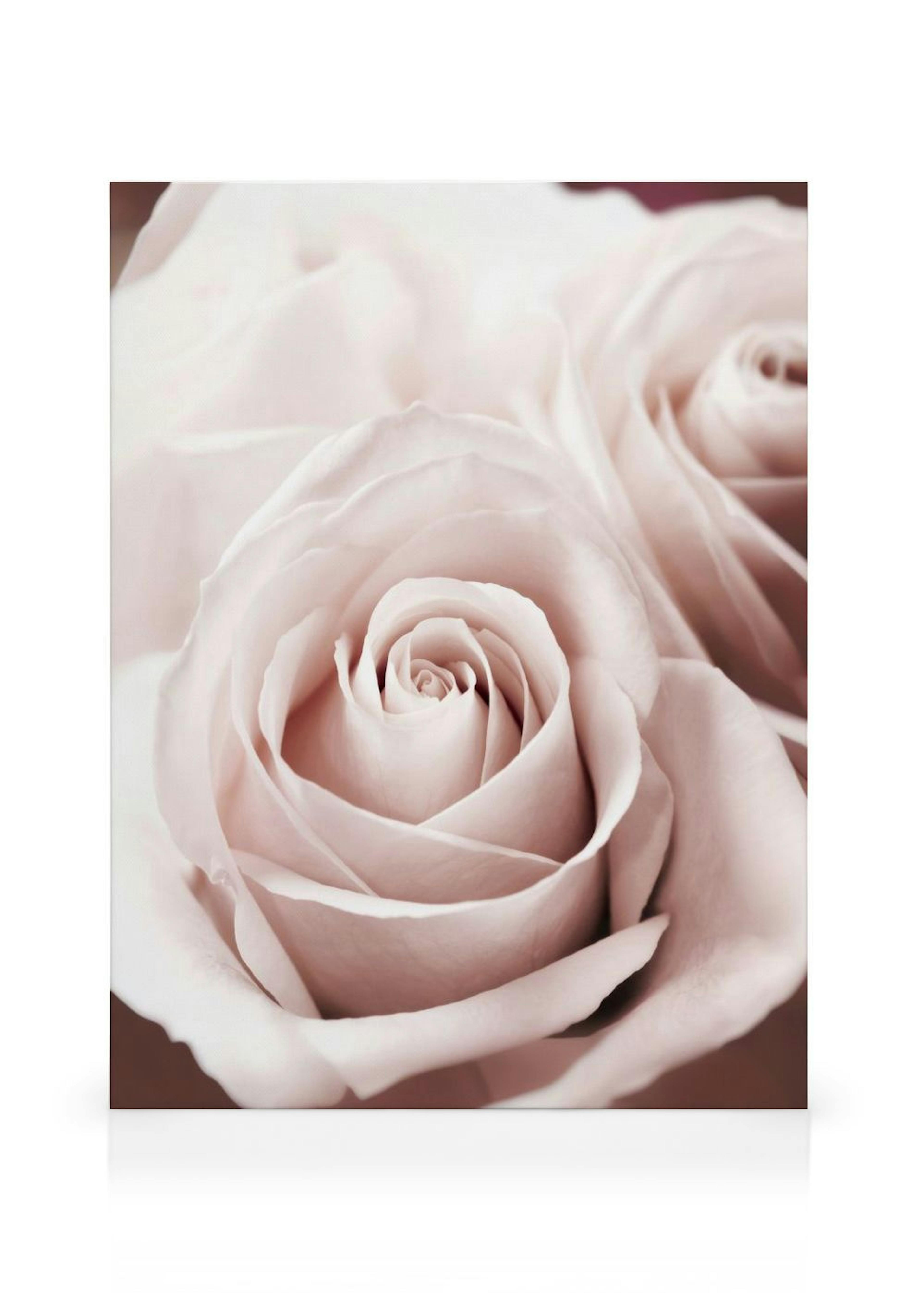Dusty Pink Rose Canvas print thumbnail