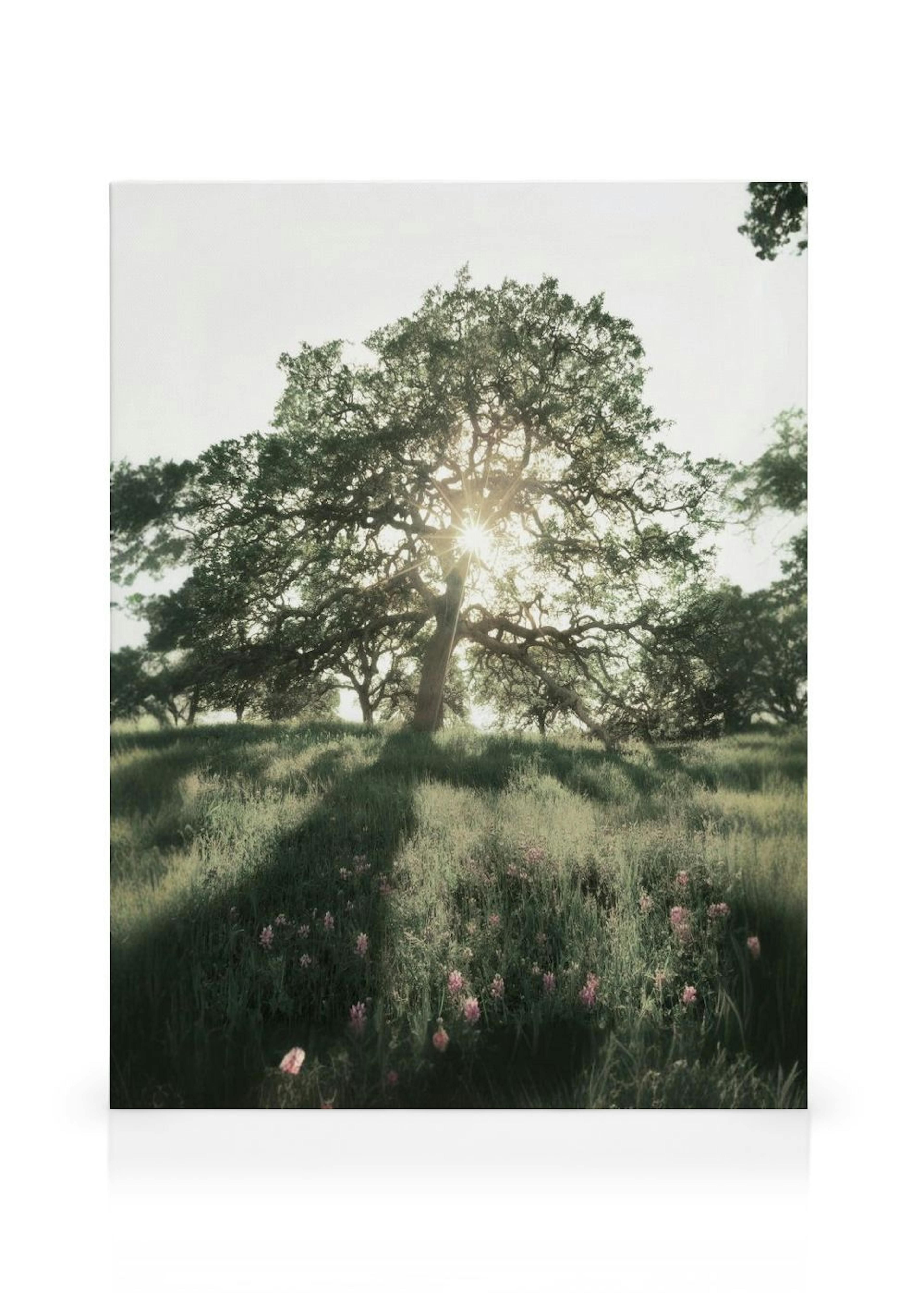 Sun Shining Through Canvas Print thumbnail