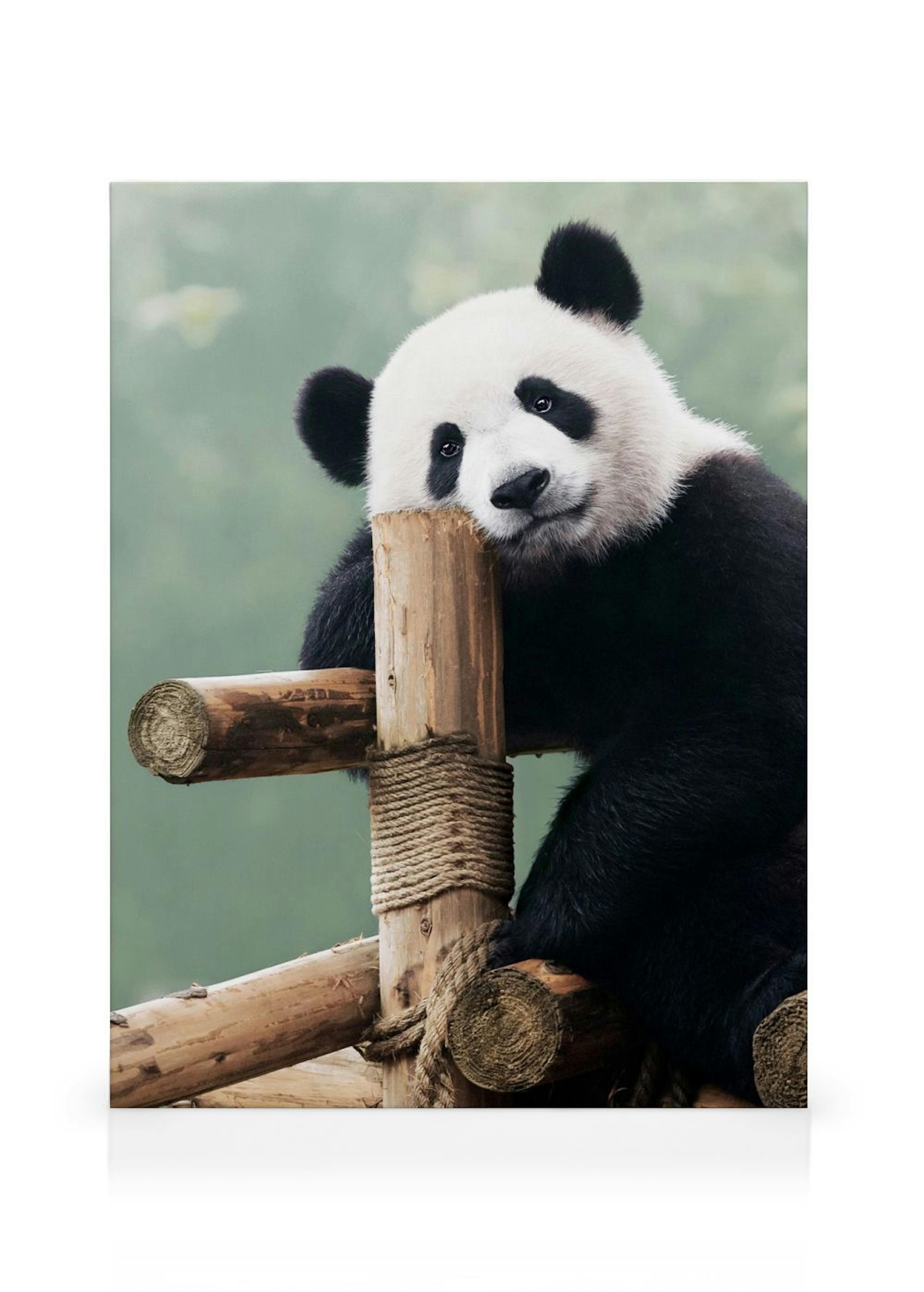 Panda Gigante Stampa su tela thumbnail