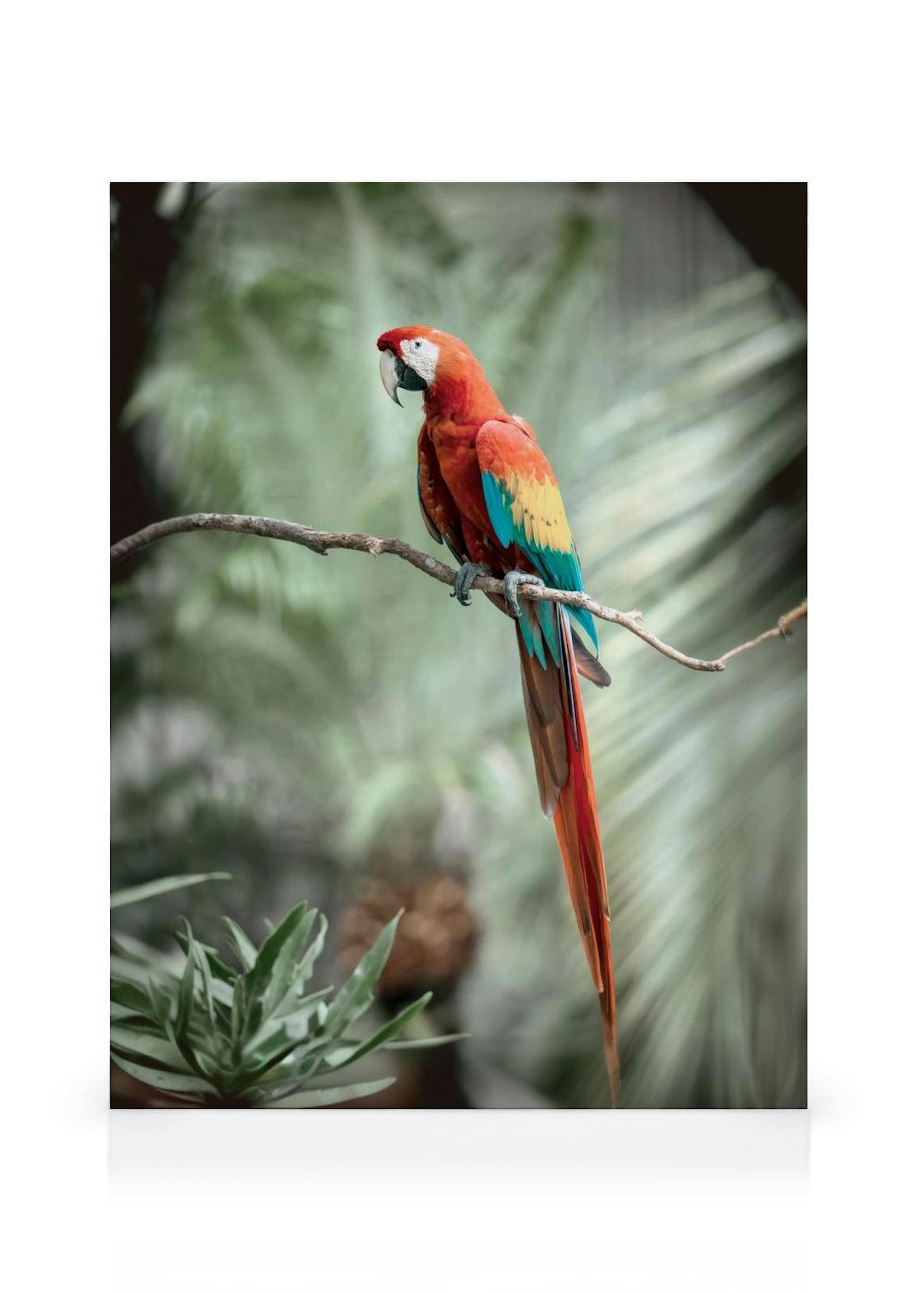 Parrot Leinwand thumbnail
