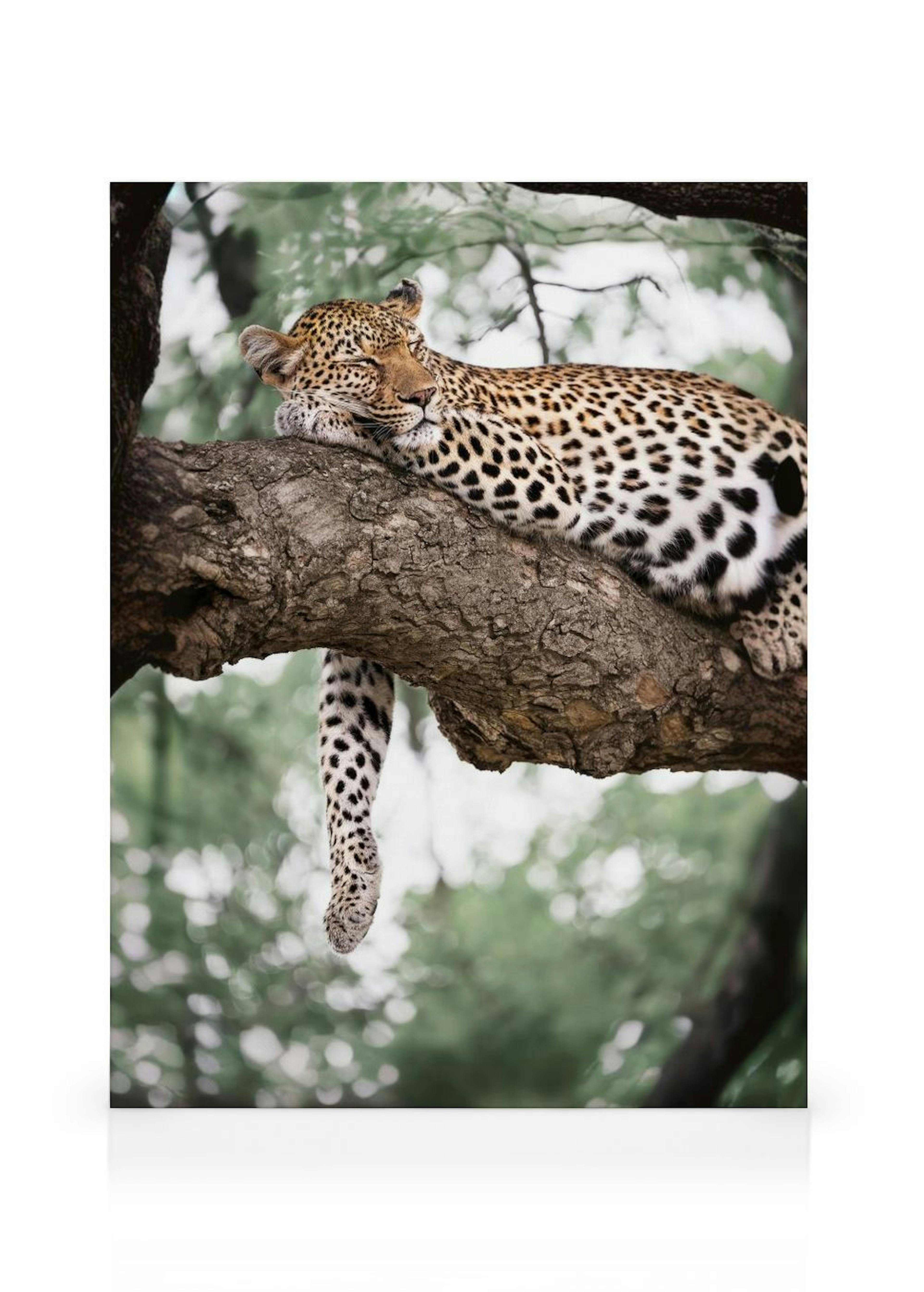Relaxing Leopard Stampa su Tela thumbnail