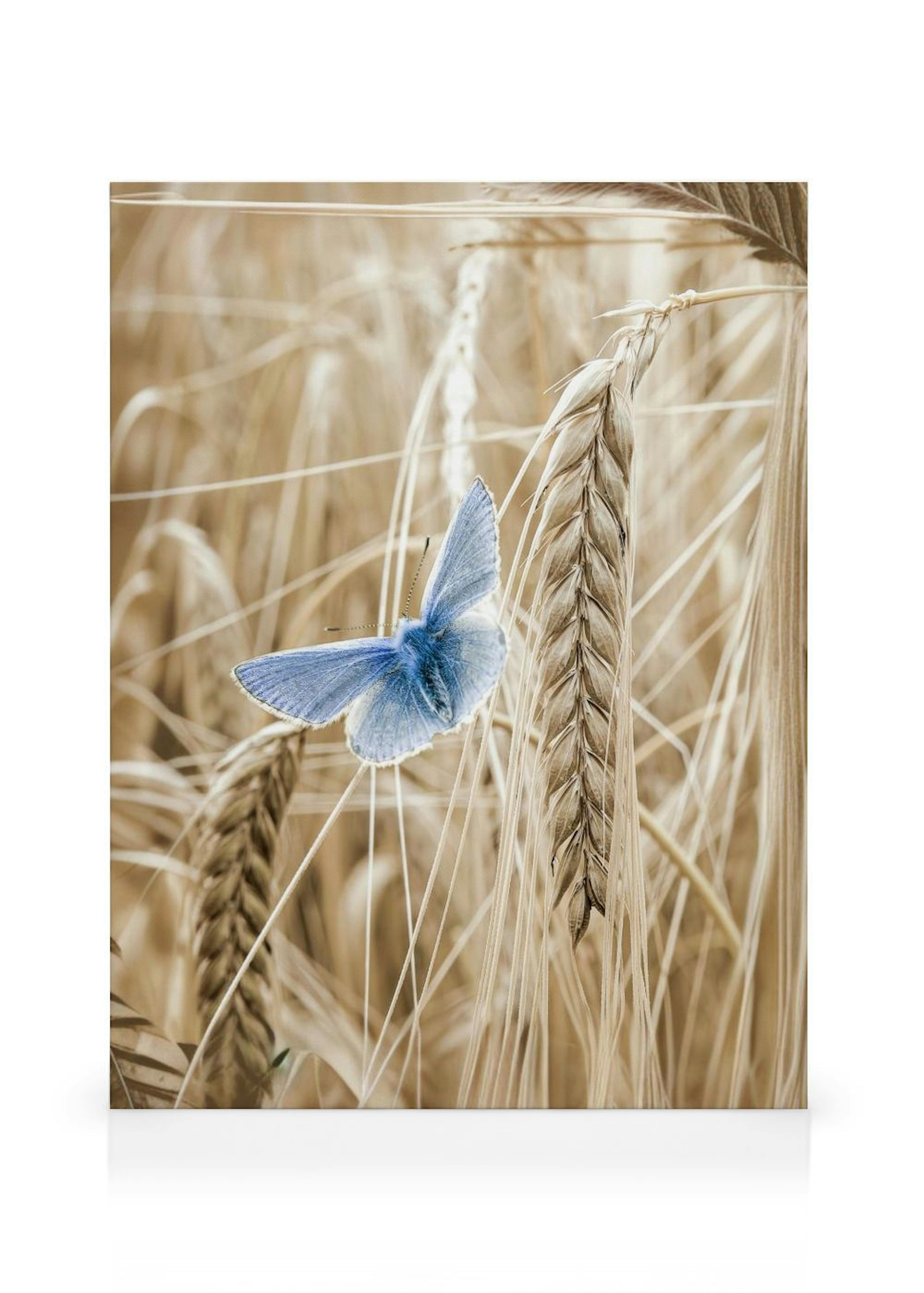 Schmetterling Gerste Leinwandbild thumbnail