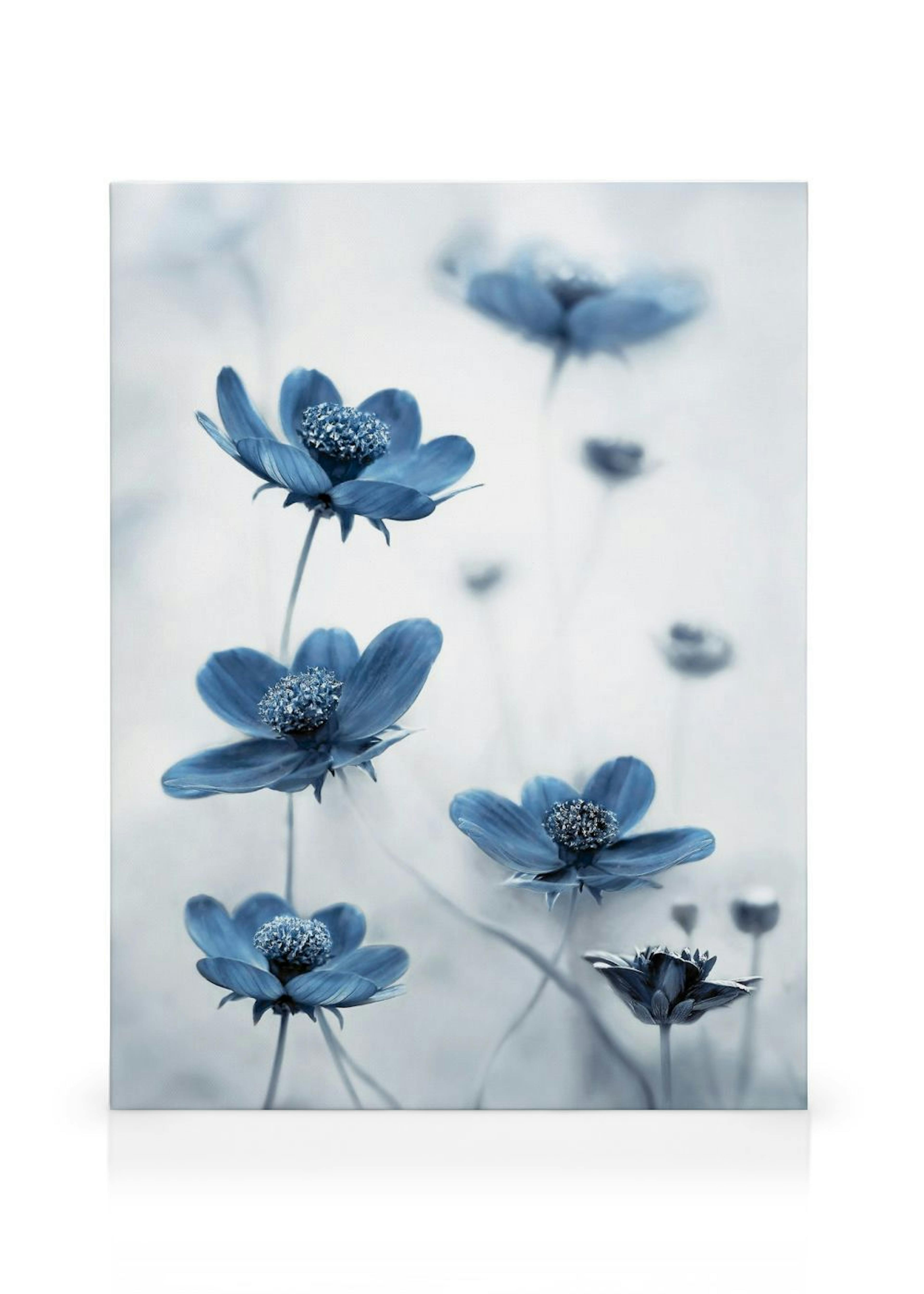Fleurs Cosmos Bleues Toile thumbnail