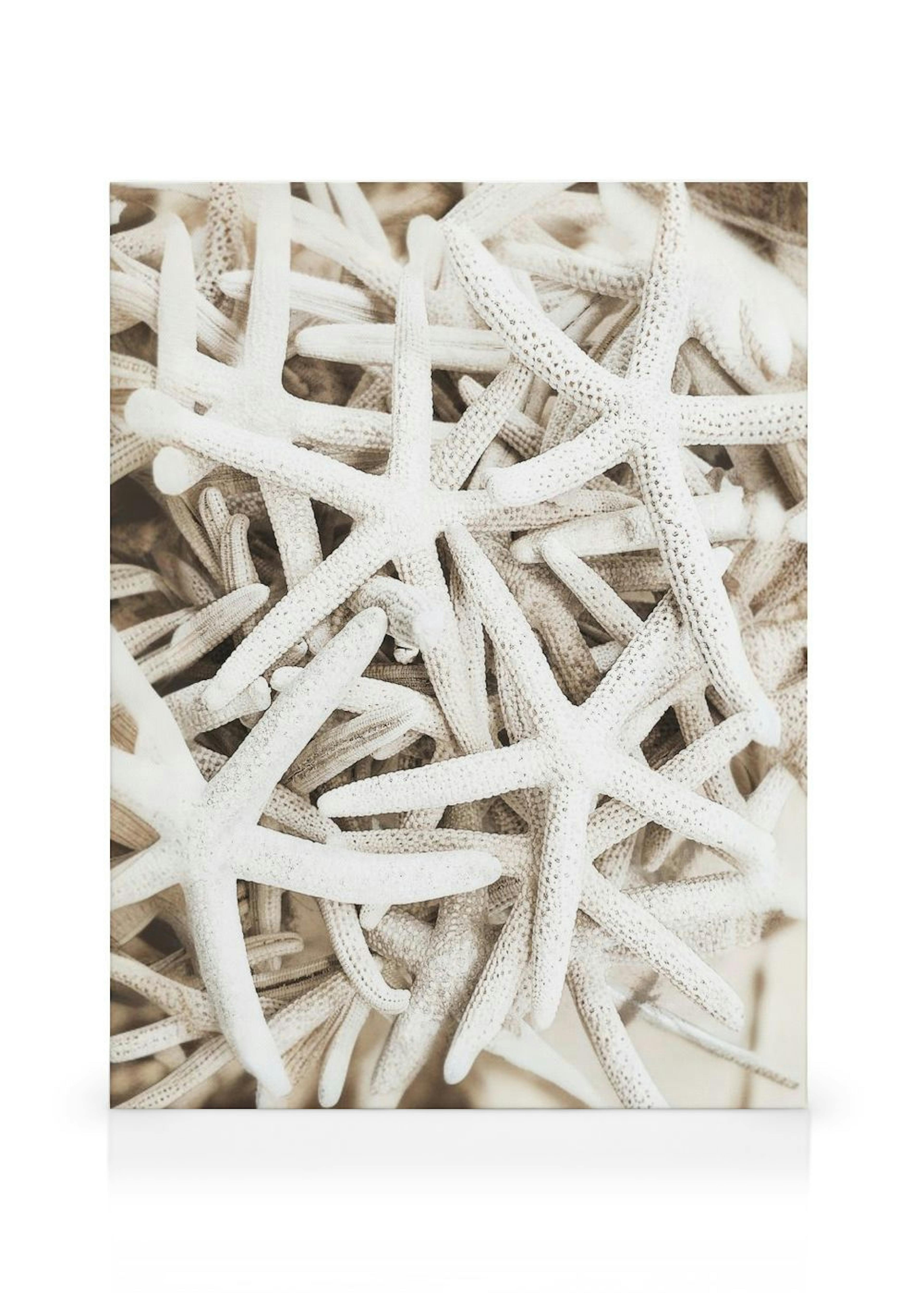 Starfish Stampa su Tela thumbnail