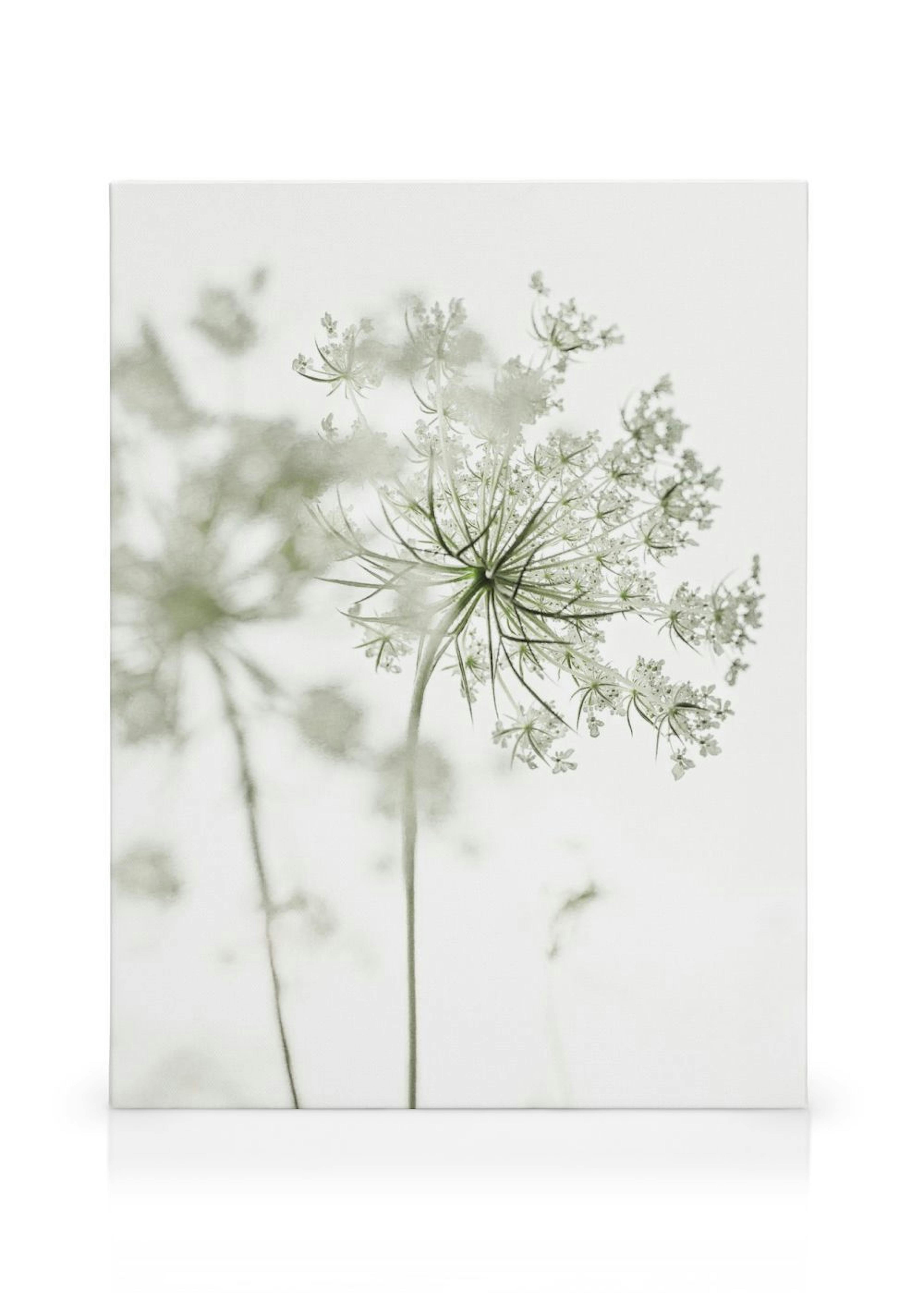 Lace Flower Stampa su tela thumbnail