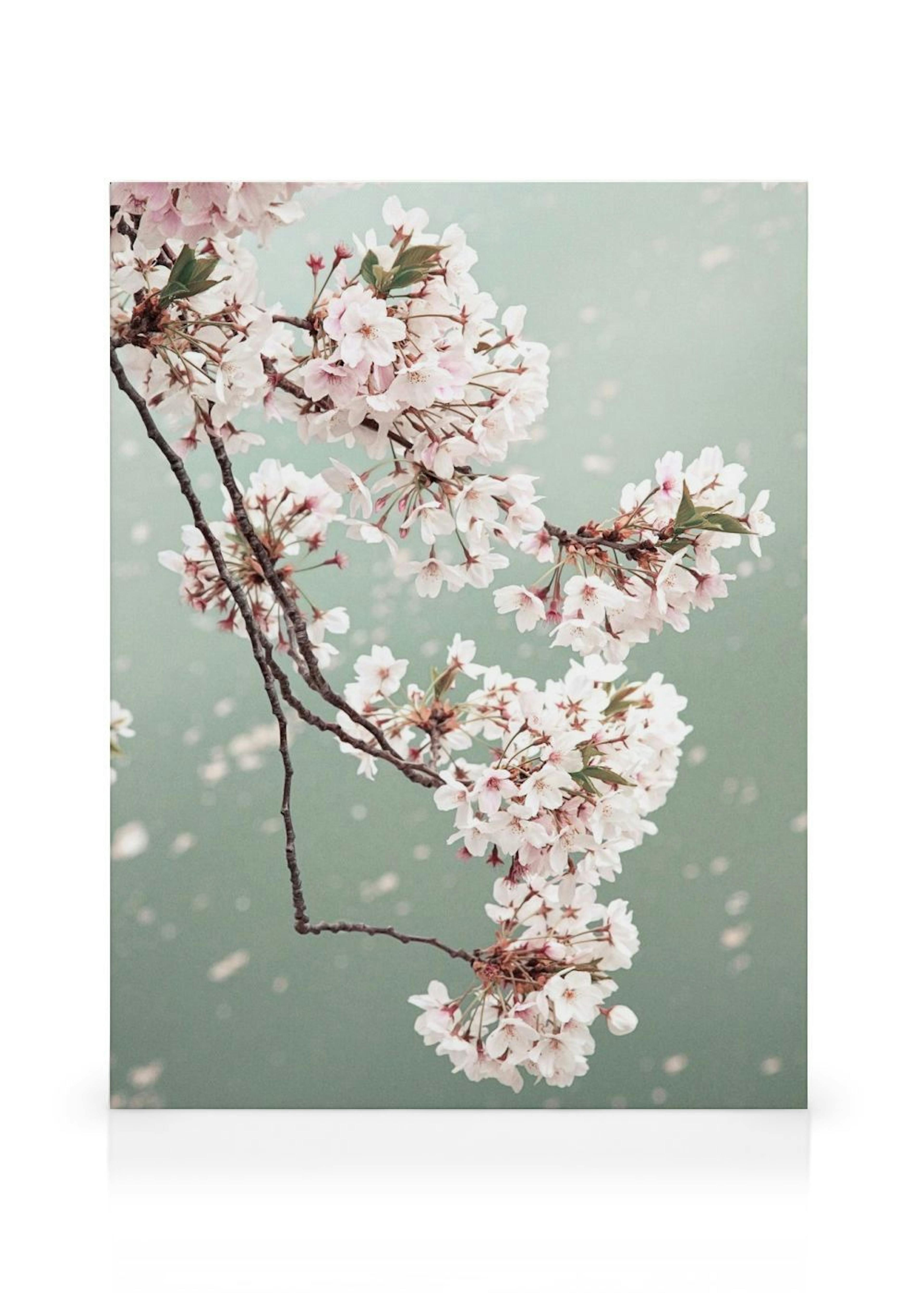 Kirsebærblomster Lerretsbilde thumbnail