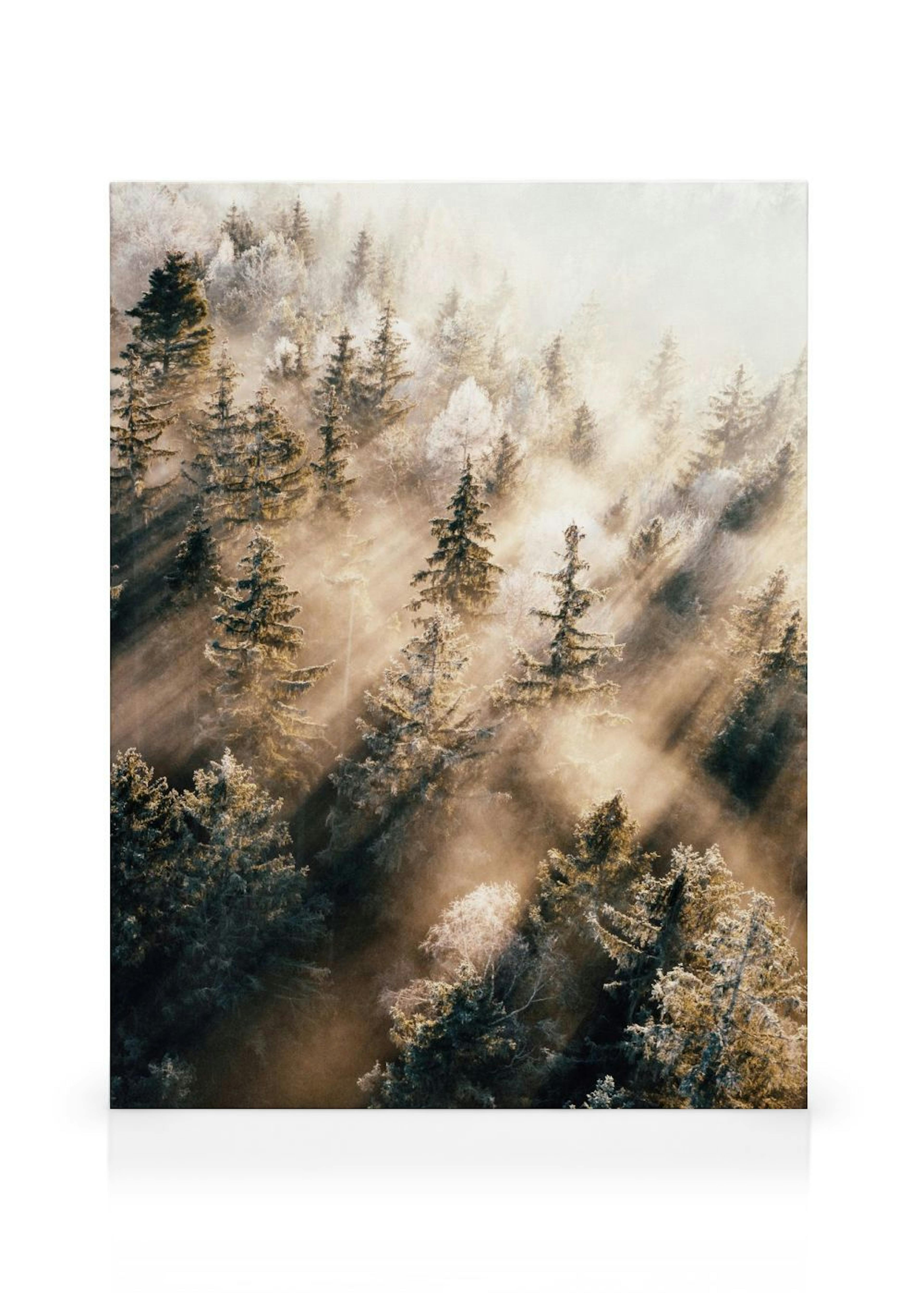 Forêt Brumeuse au Lever du Soleil Toile thumbnail