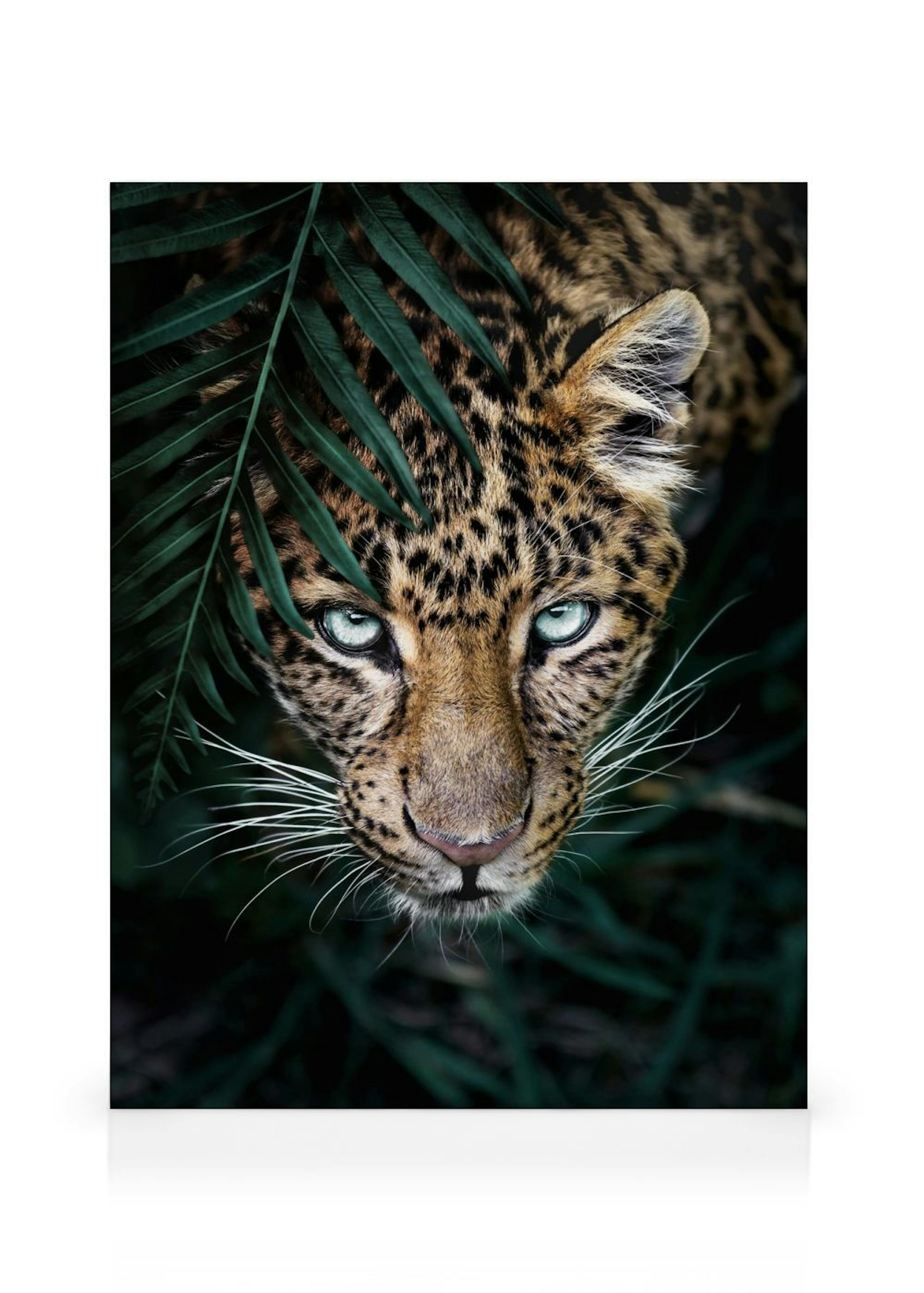 Wild Leopard Canvas print thumbnail